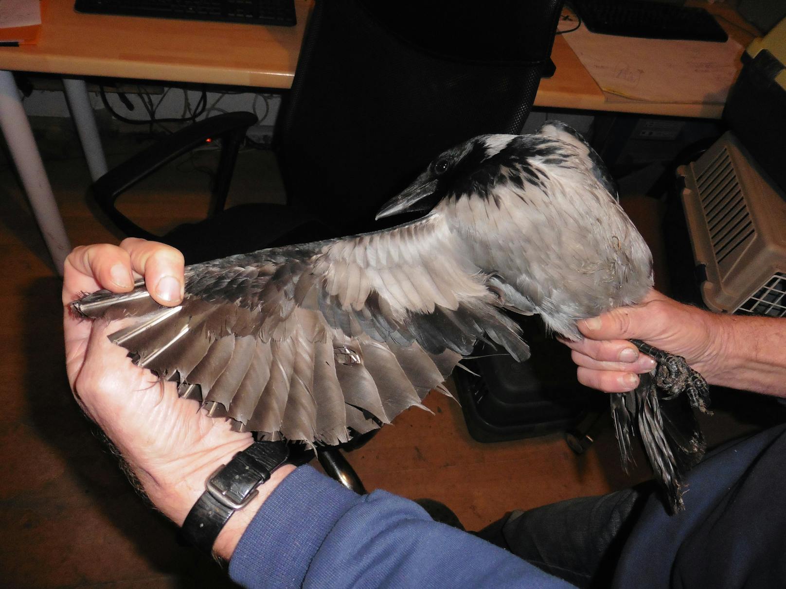 Die Fallen selbst fangen leider auch Greifvögel und Eulen.