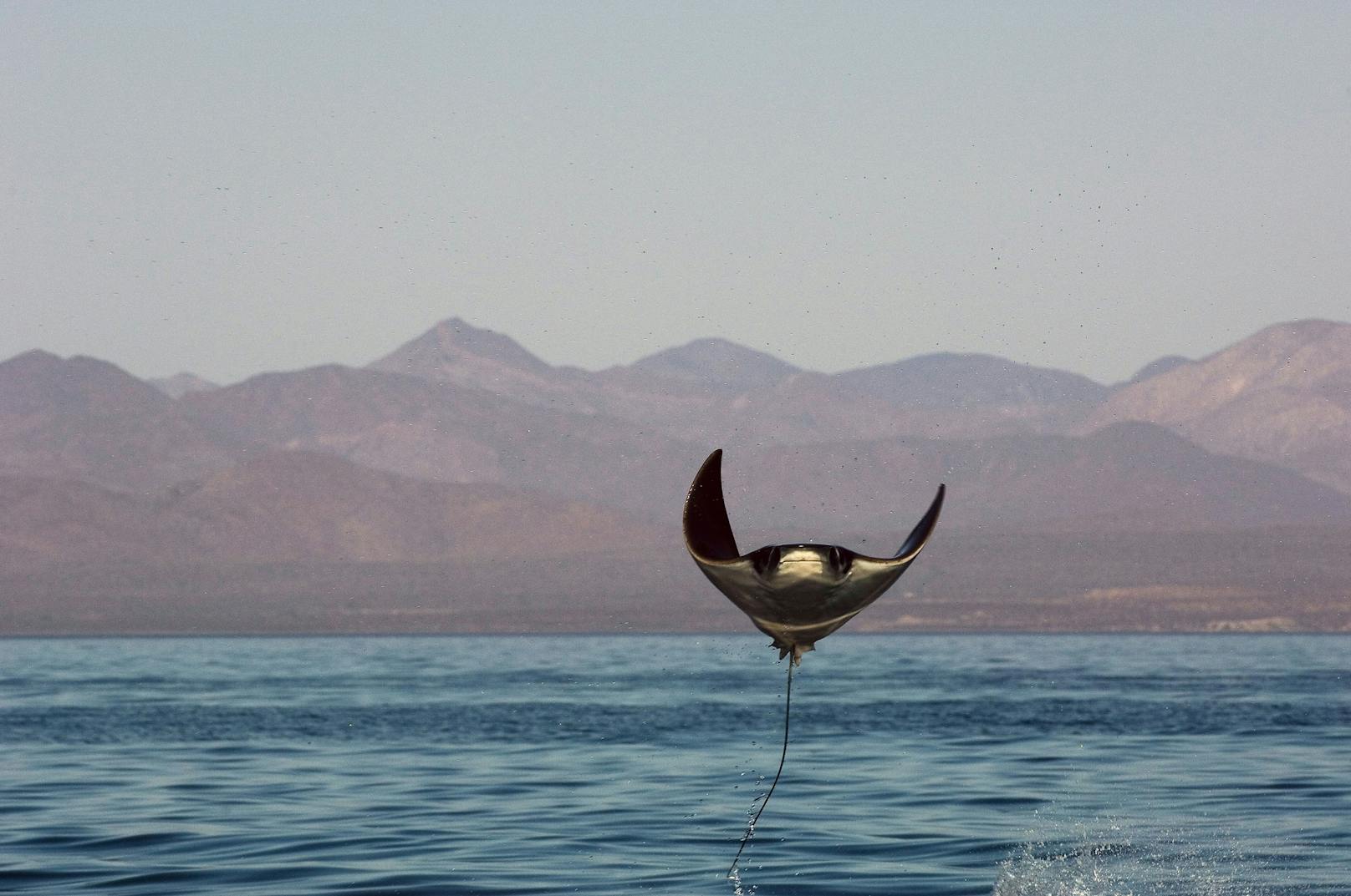 Wäre dieser Manta-Rochen wohl lieber ein Vogel geworden? 