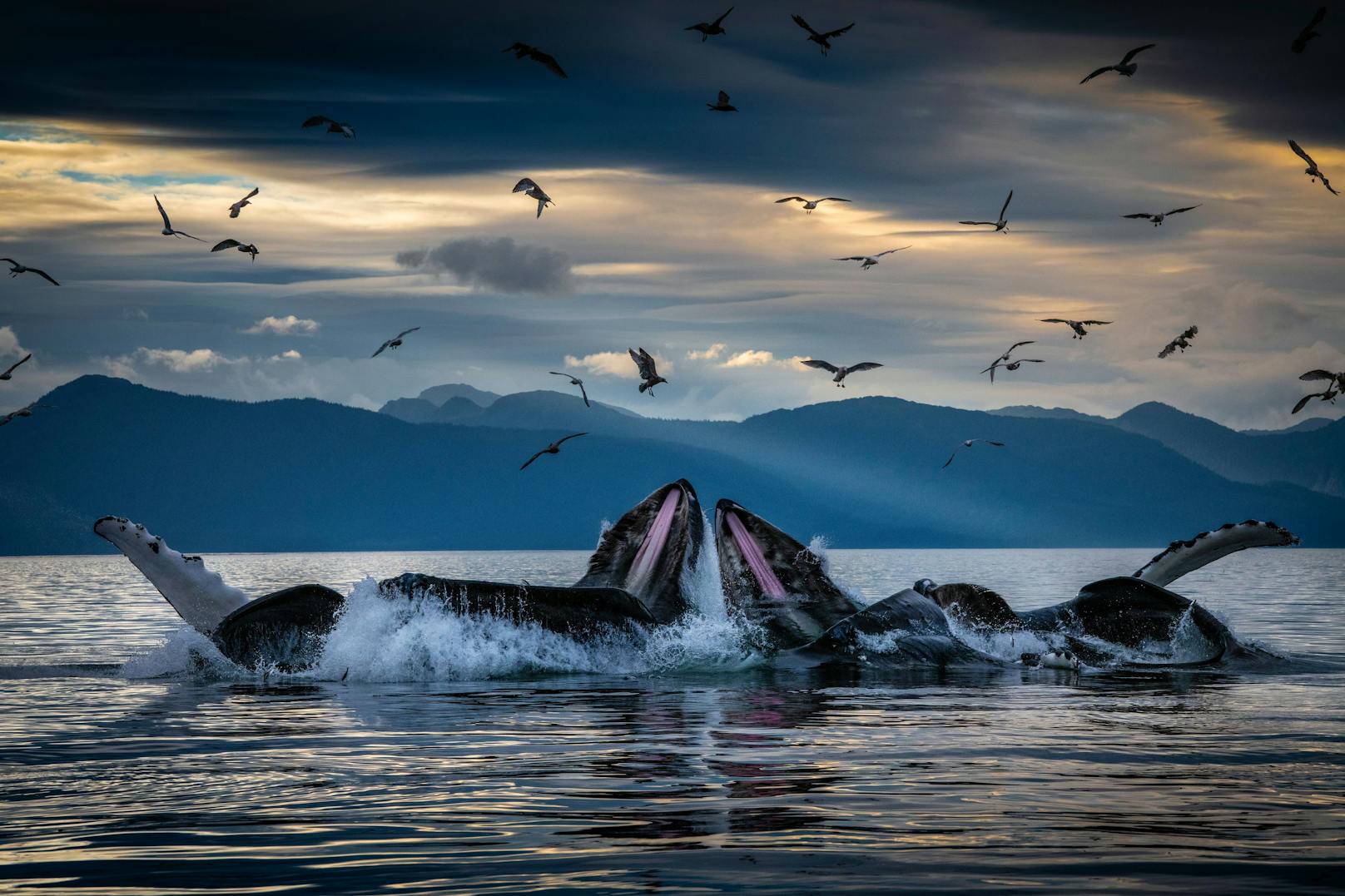 Buckelwale bei der Nahrungsaufnahme im Sonnenuntergang. 