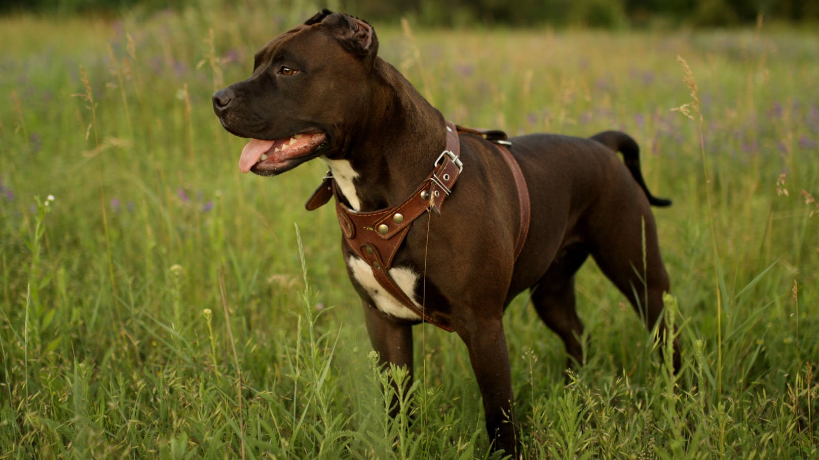 Daumen abgebissen! Brutale Hunde-Attacke auf Joggerin