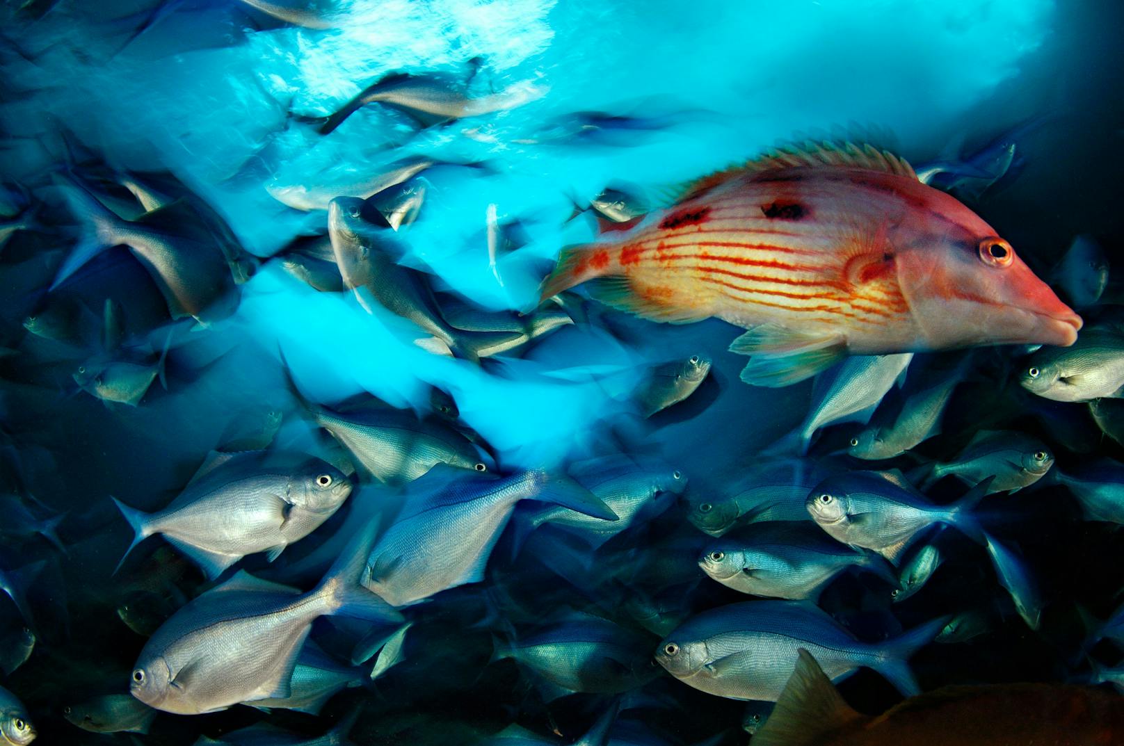 Ein roter Zahnlippfisch in einem Schwarm Fegerbarsche. 