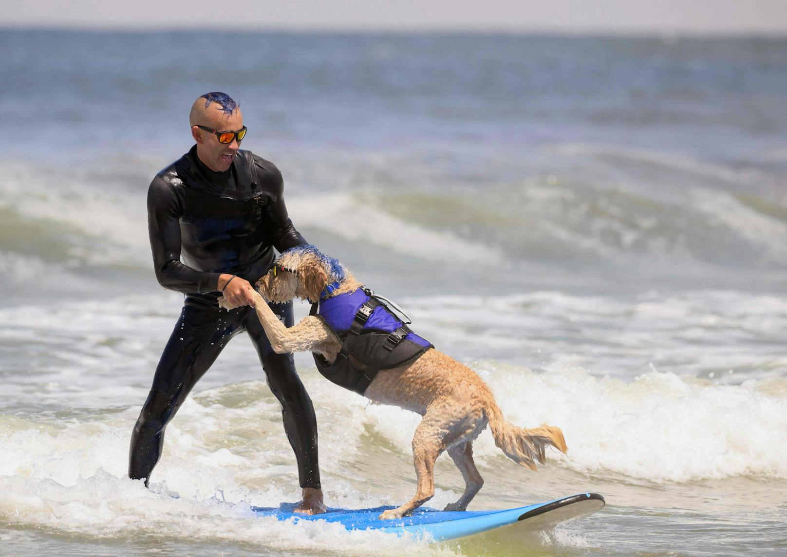 Hundesurfwettbewerb 2023 in Kalifornien