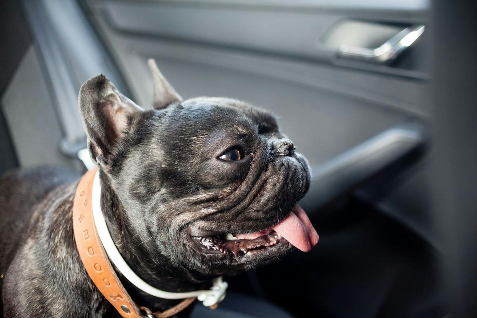 Passant schlägt Autofenster ein – doch Hund ist tot