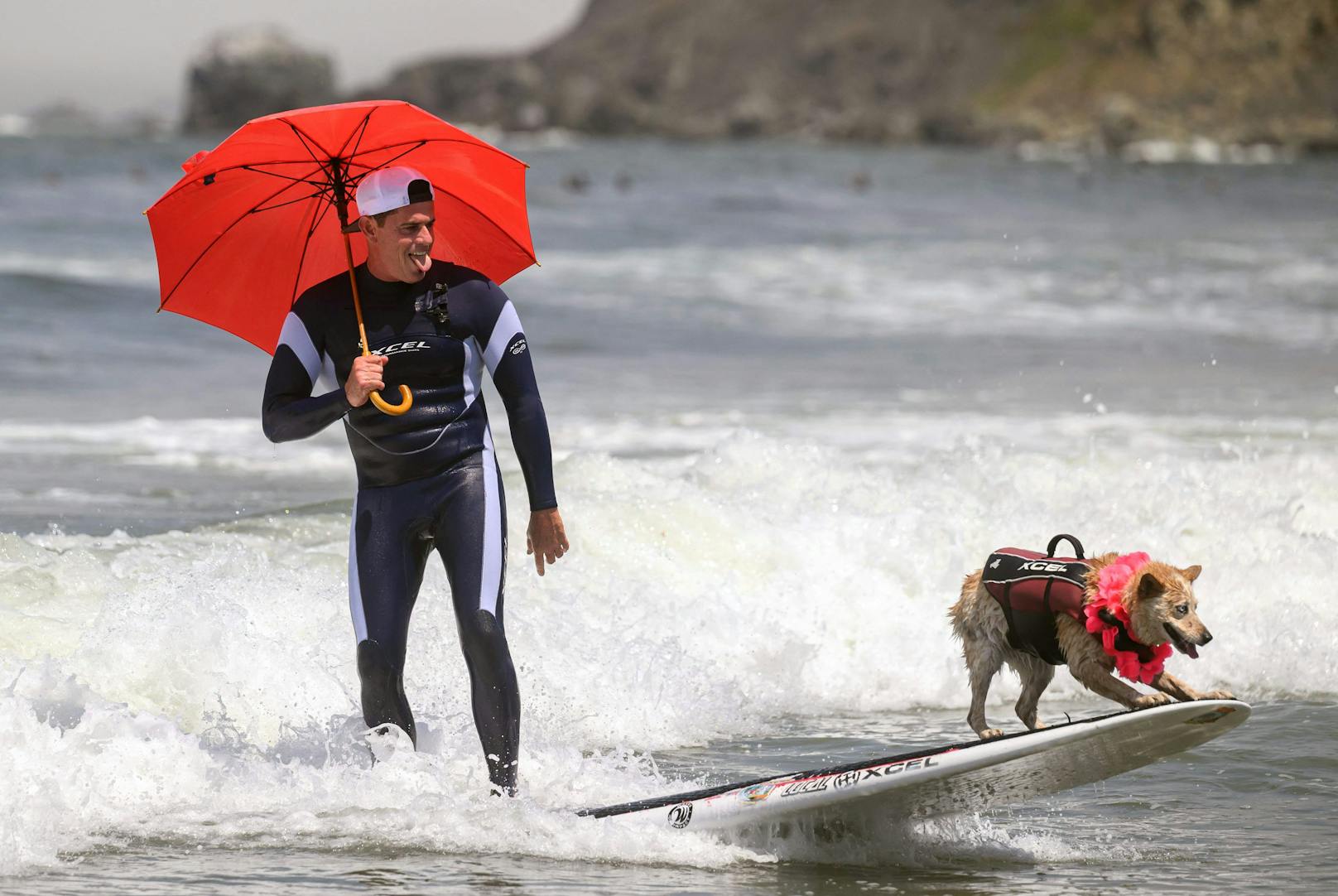 Hundesurfwettbewerb 2023 in Kalifornien