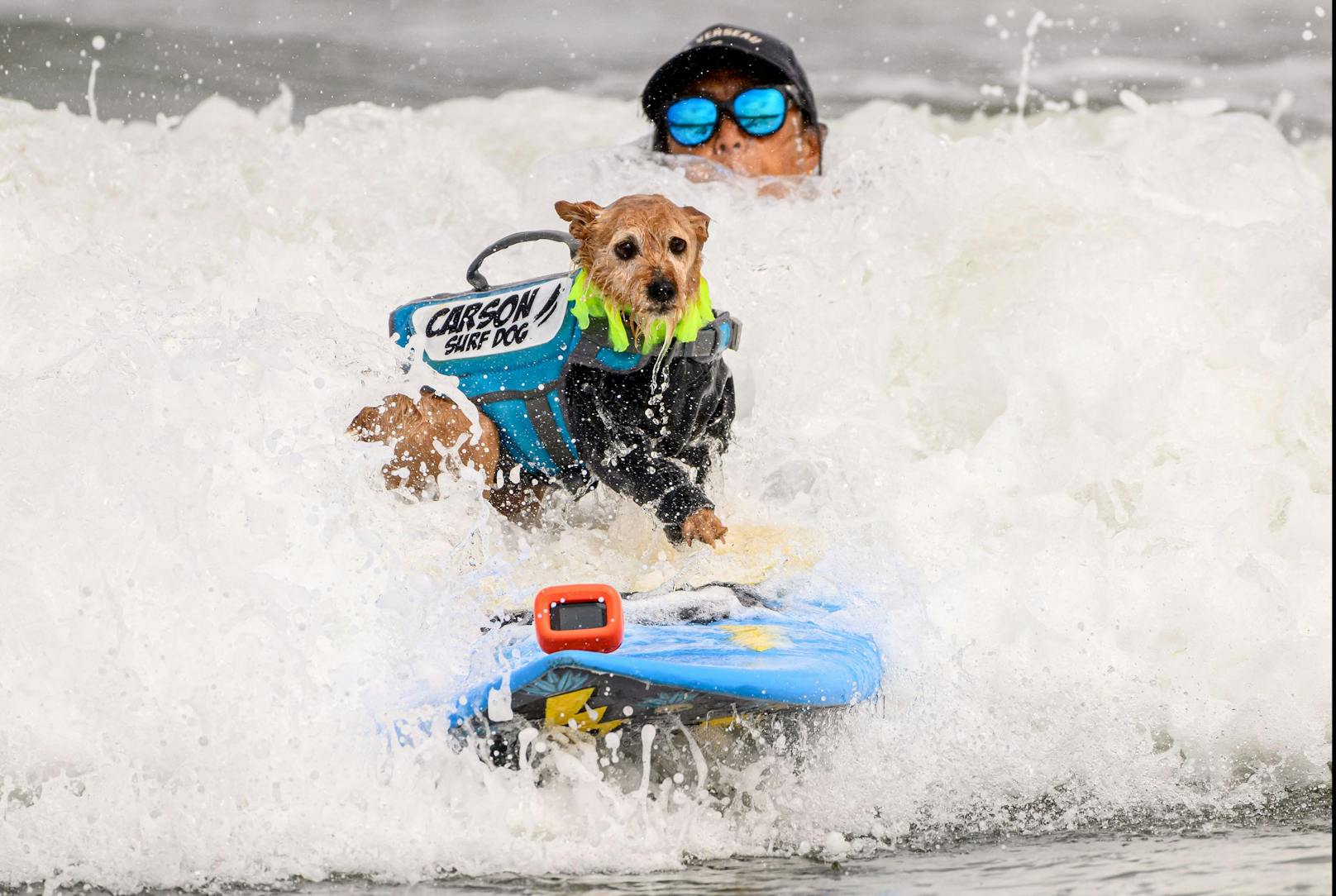 Hundesurfwettbewerb 2023 in Kalifornien