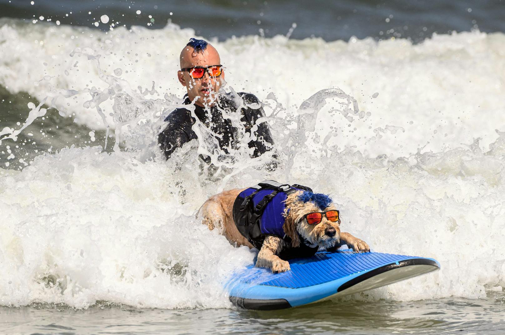 Hundesurfwettbewerb 2023 in Kalifornien