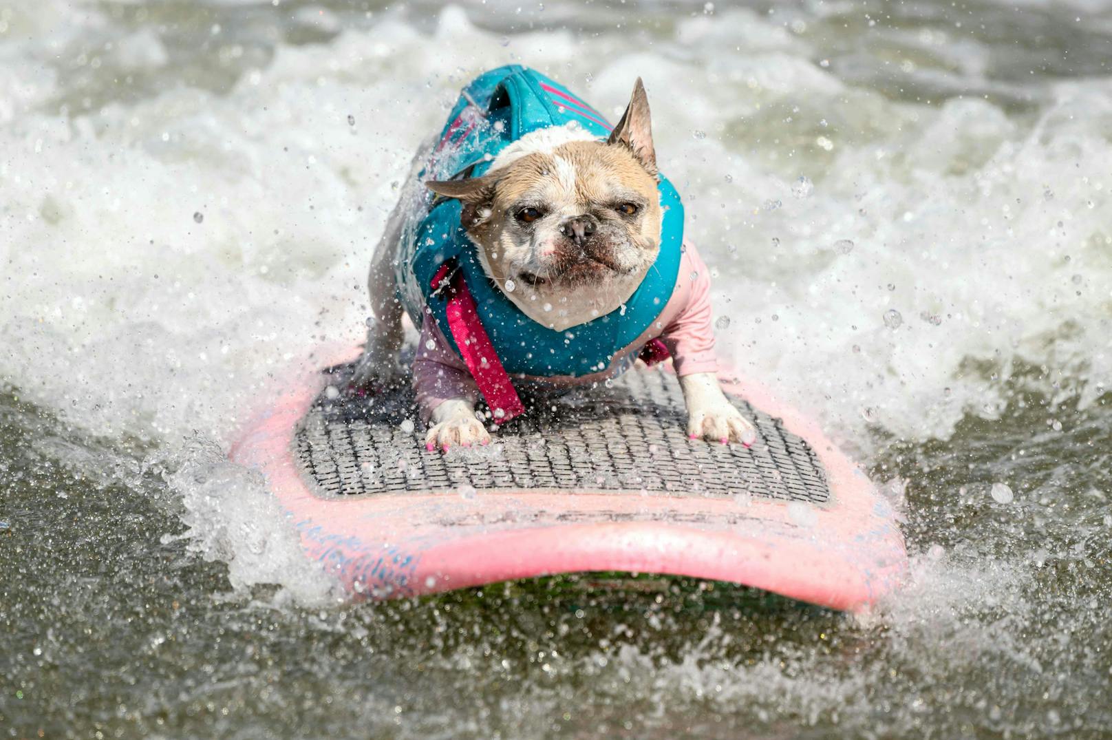 Hundesurfwettbewerb 2023 in Kalifornien