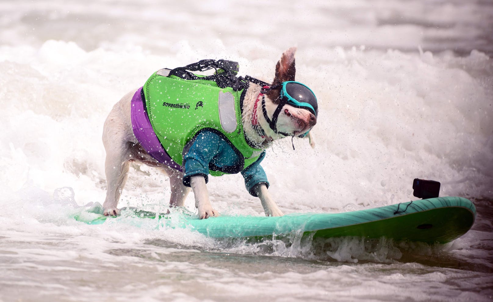 Hundesurfwettbewerb 2023 in Kalifornien