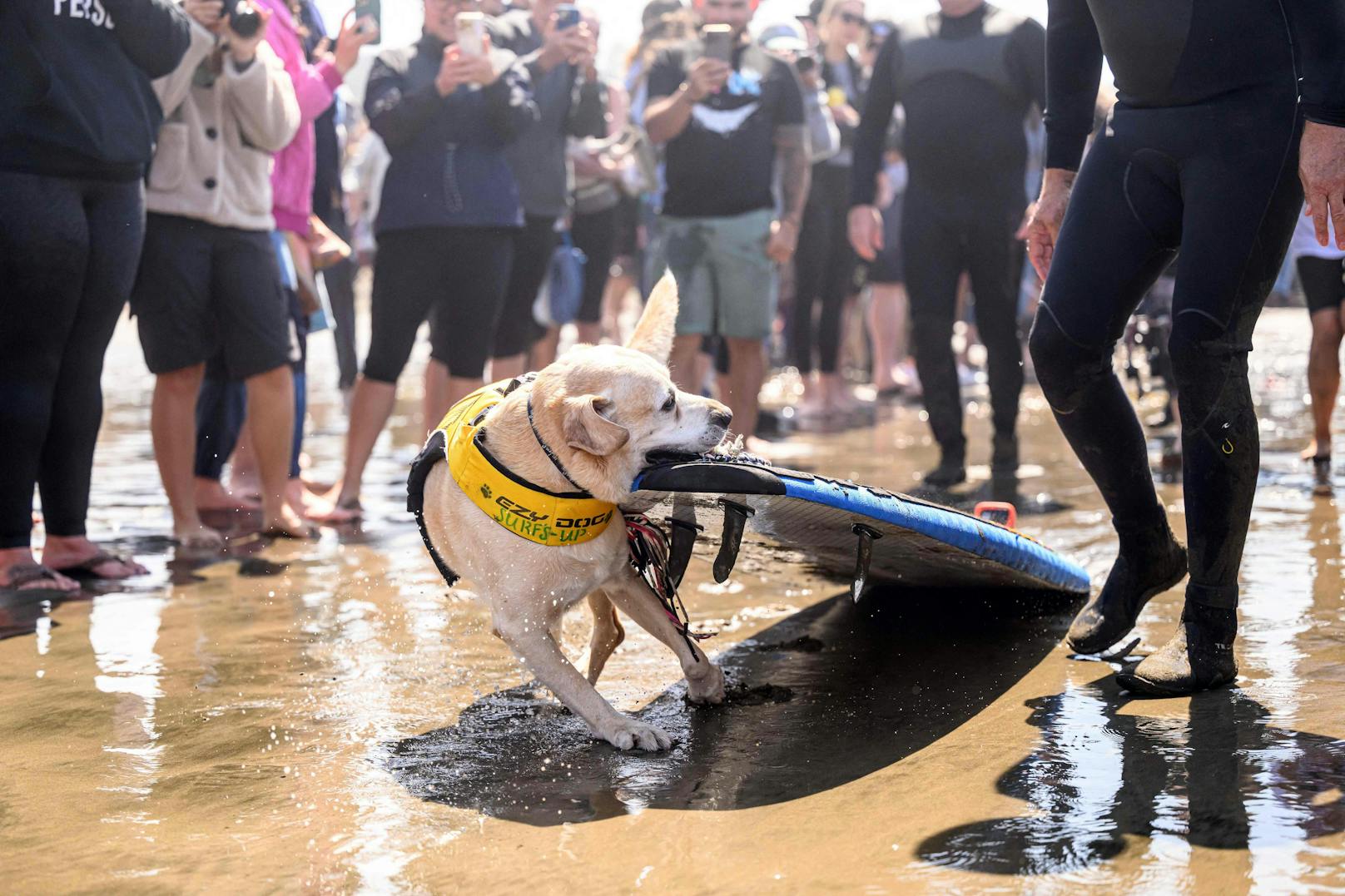 Hundesurfwettbewerb 2023 in Kalifornien