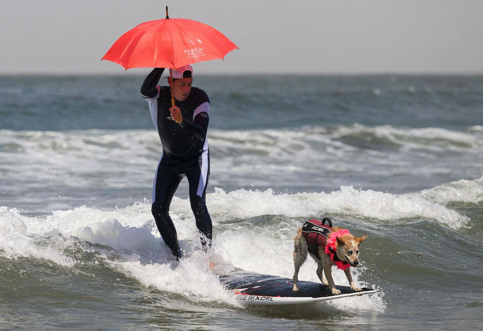 Hundesurfwettbewerb 2023 in Kalifornien