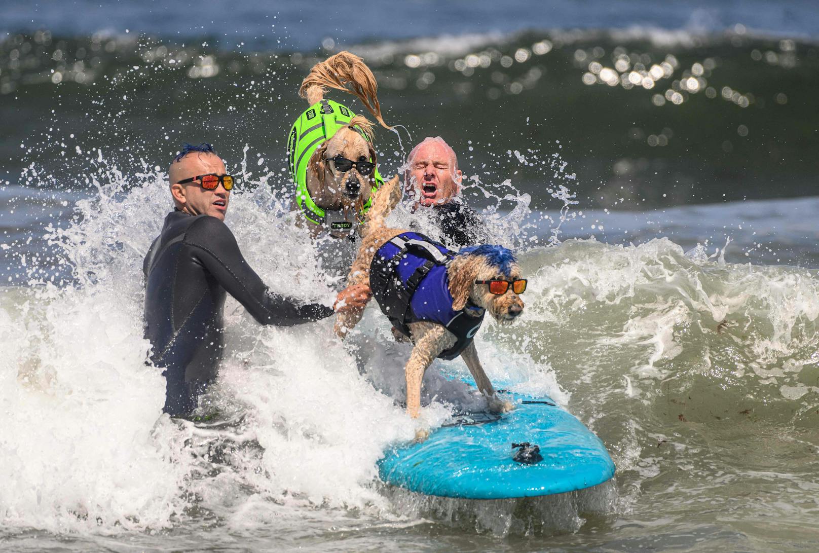 Hundesurfwettbewerb 2023 in Kalifornien