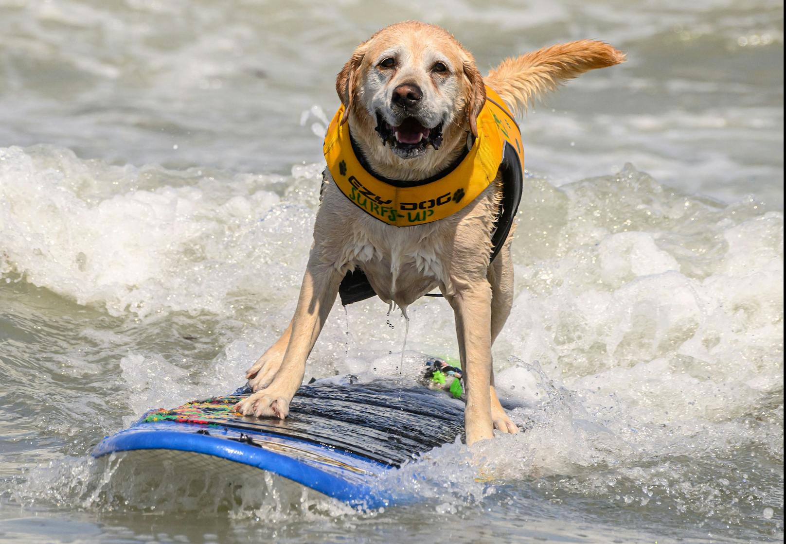 Hundesurfwettbewerb 2023 in Kalifornien