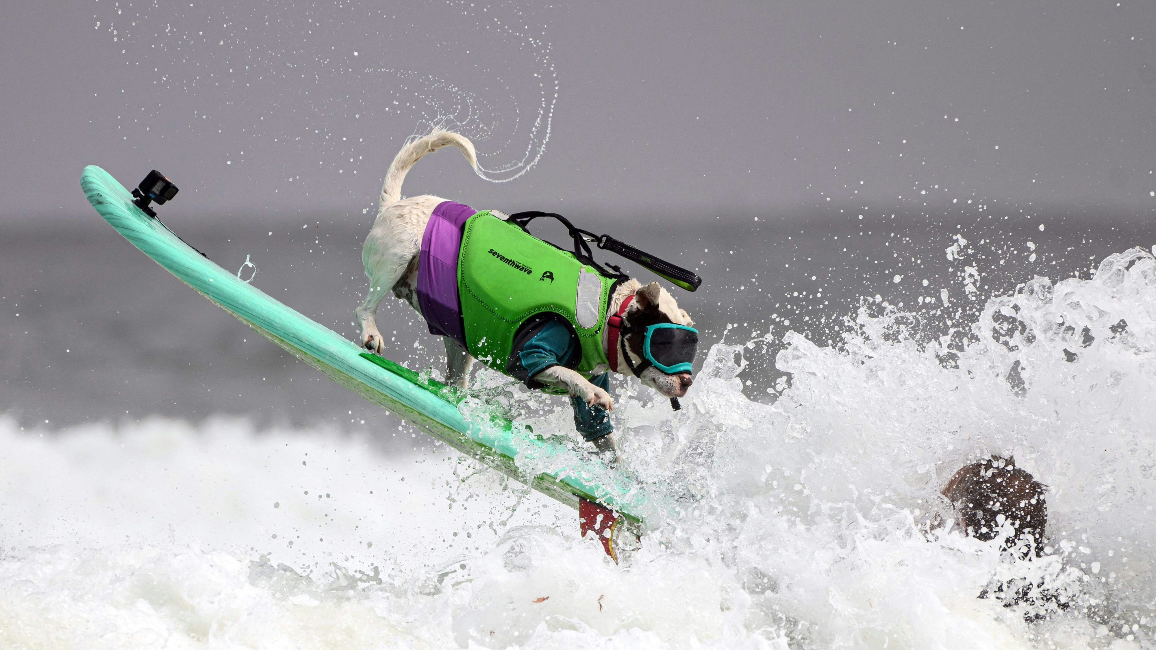 Hundesurfwettbewerb 2023 in Kalifornien