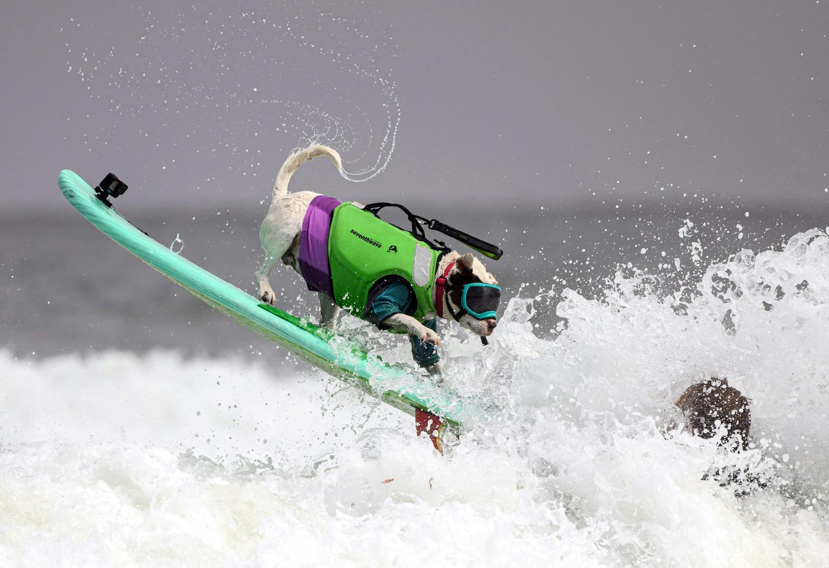 Splish-Splash in Kalifornien – Hunde auf Surfbrettern