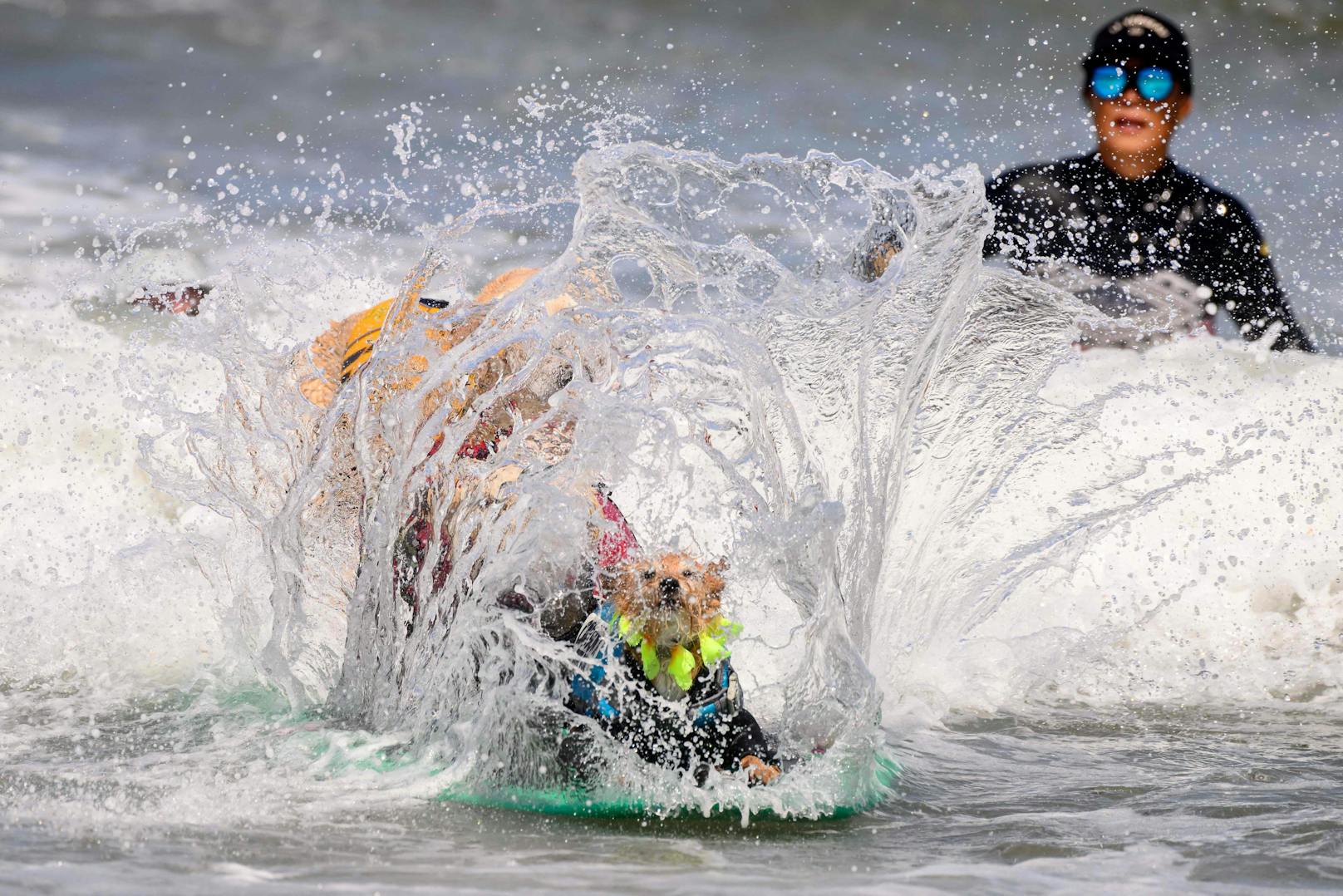 Hundesurfwettbewerb 2023 in Kalifornien