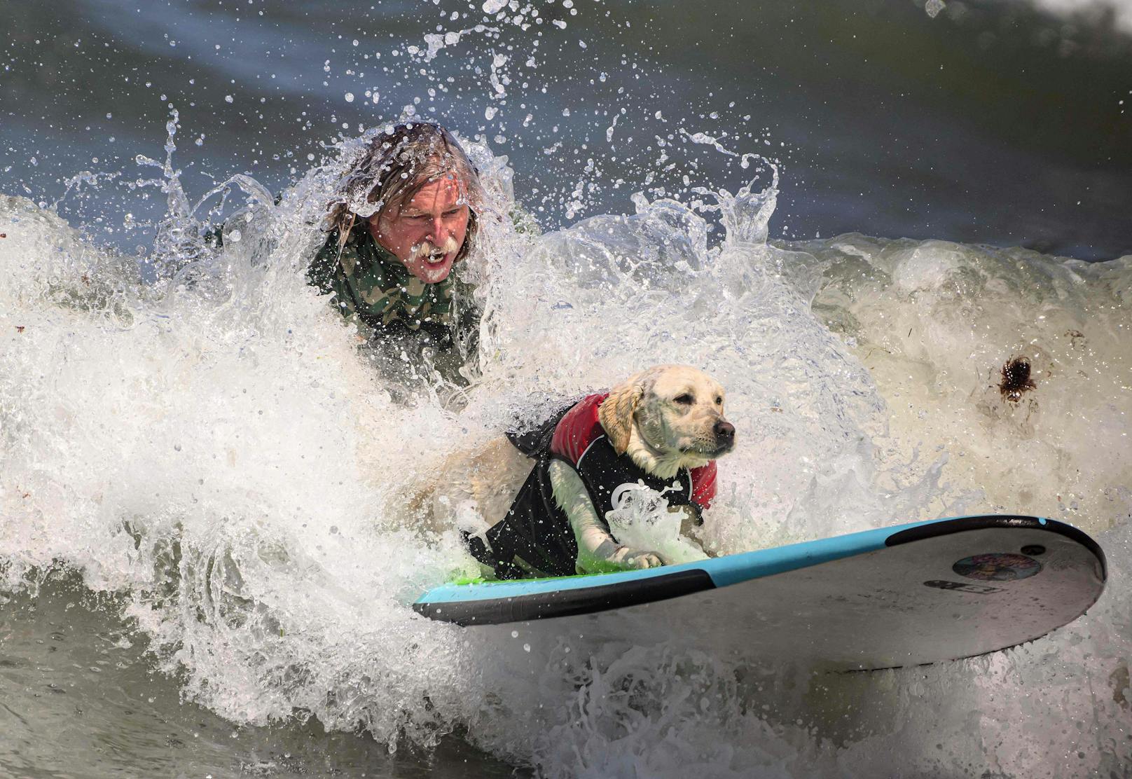 Hundesurfwettbewerb 2023 in Kalifornien