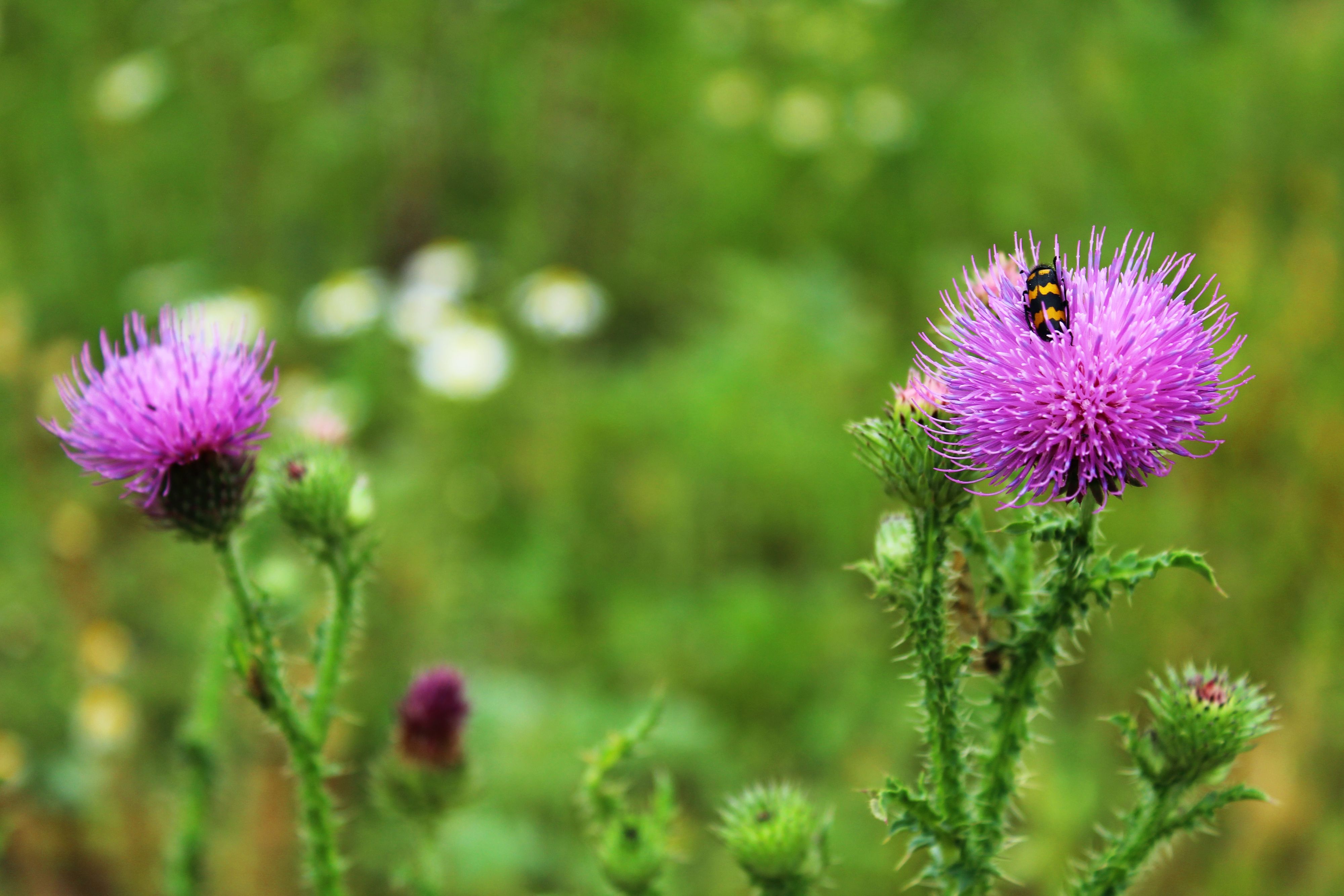 Die Distel ist auch bei uns heimisch und wird als Tee oder in Kapselform eingenommen.