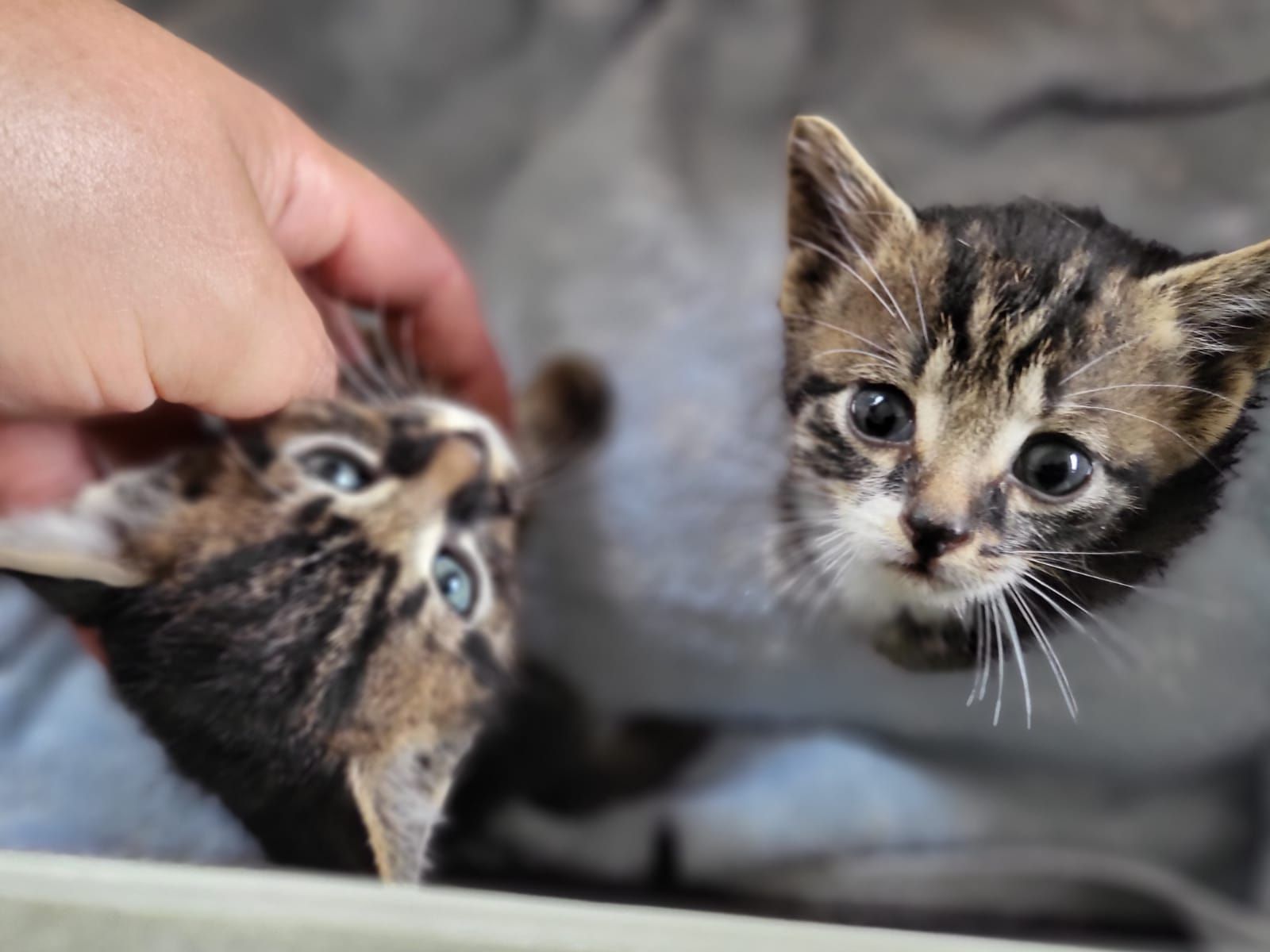 Wie kann man sowas Niedliches einfach in den Müll werfen?