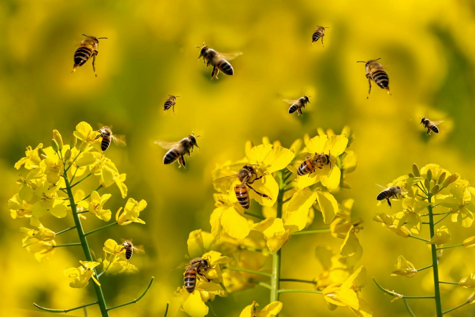 Ein Teil des Biodiversitätsprojekts ist der Honig- und Wildbienenschutz.