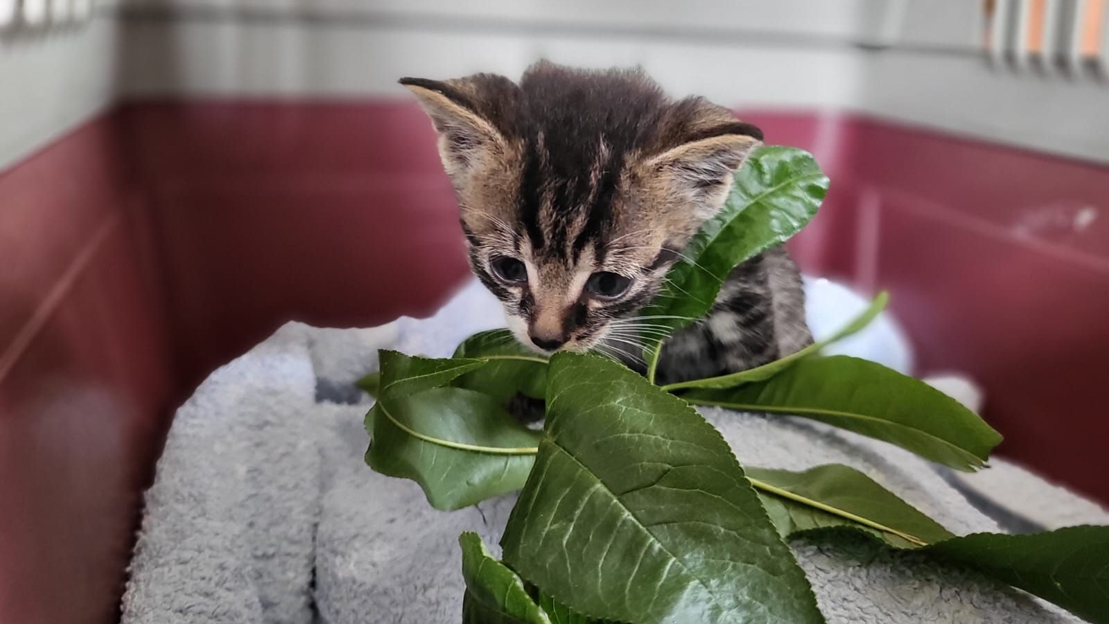 Das kleine Bauxi ist maximal drei Wochen alt. 