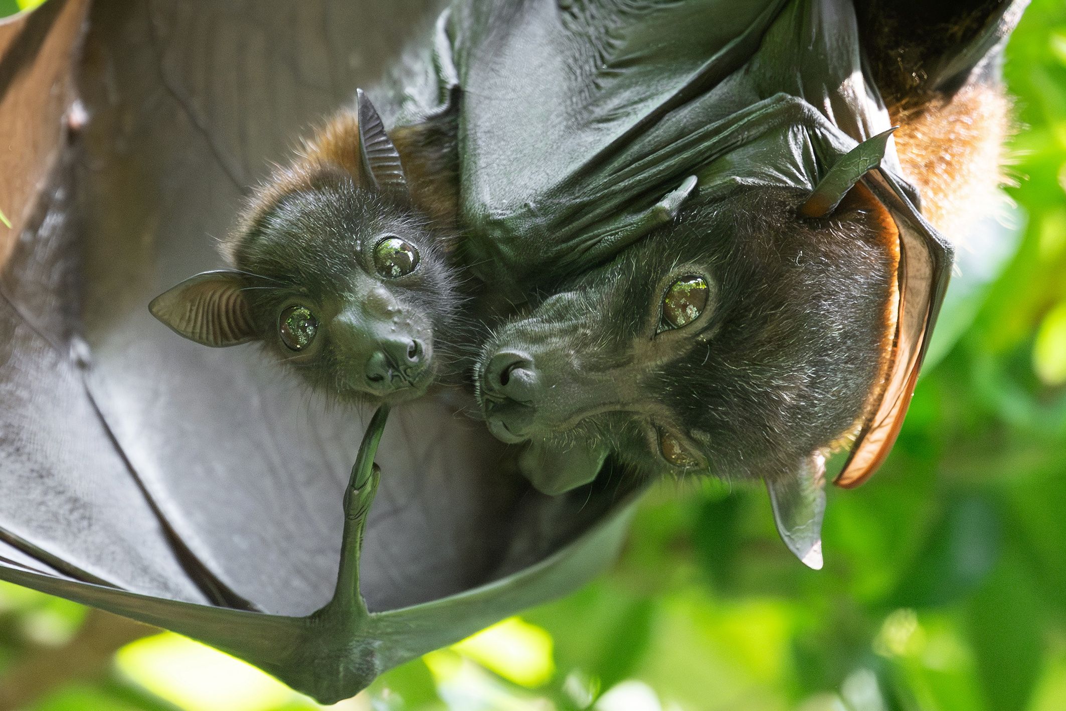 Gleich drei solch niedliche Flughunde kamen kürzlich in Schönbrunn zur Welt.