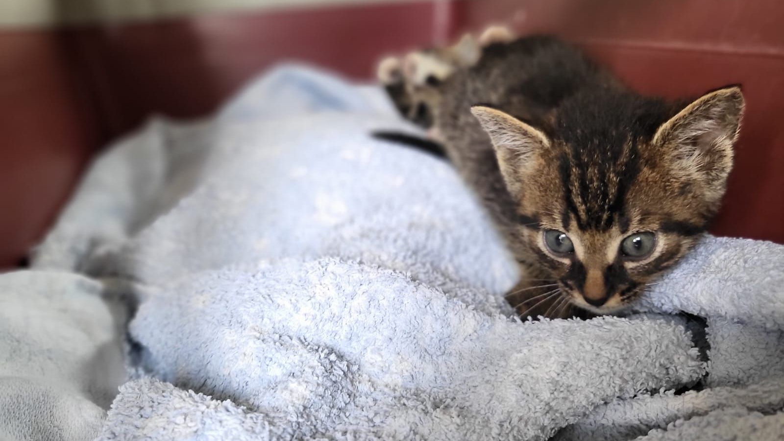 Diese zwei Neuzugänge und viiiiiele weitere Katenkinder warten bei der Pfotenhilfe auf liebevolle Plätze. 