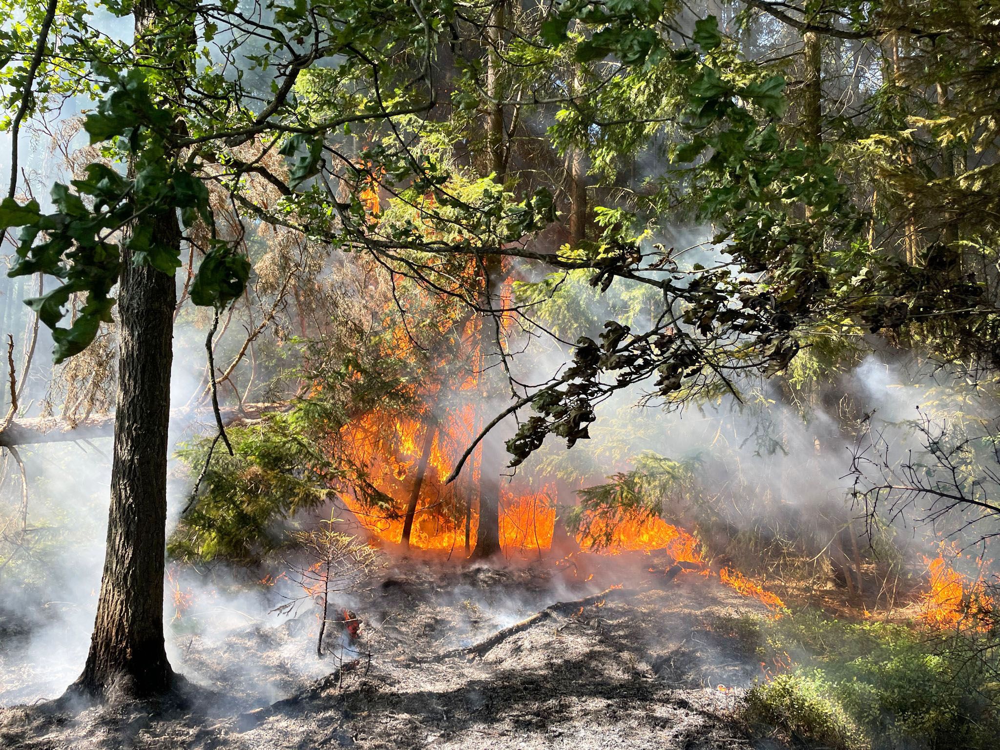 Im Bezirk Gmünd kam es im Juli zu einem Waldbrand.