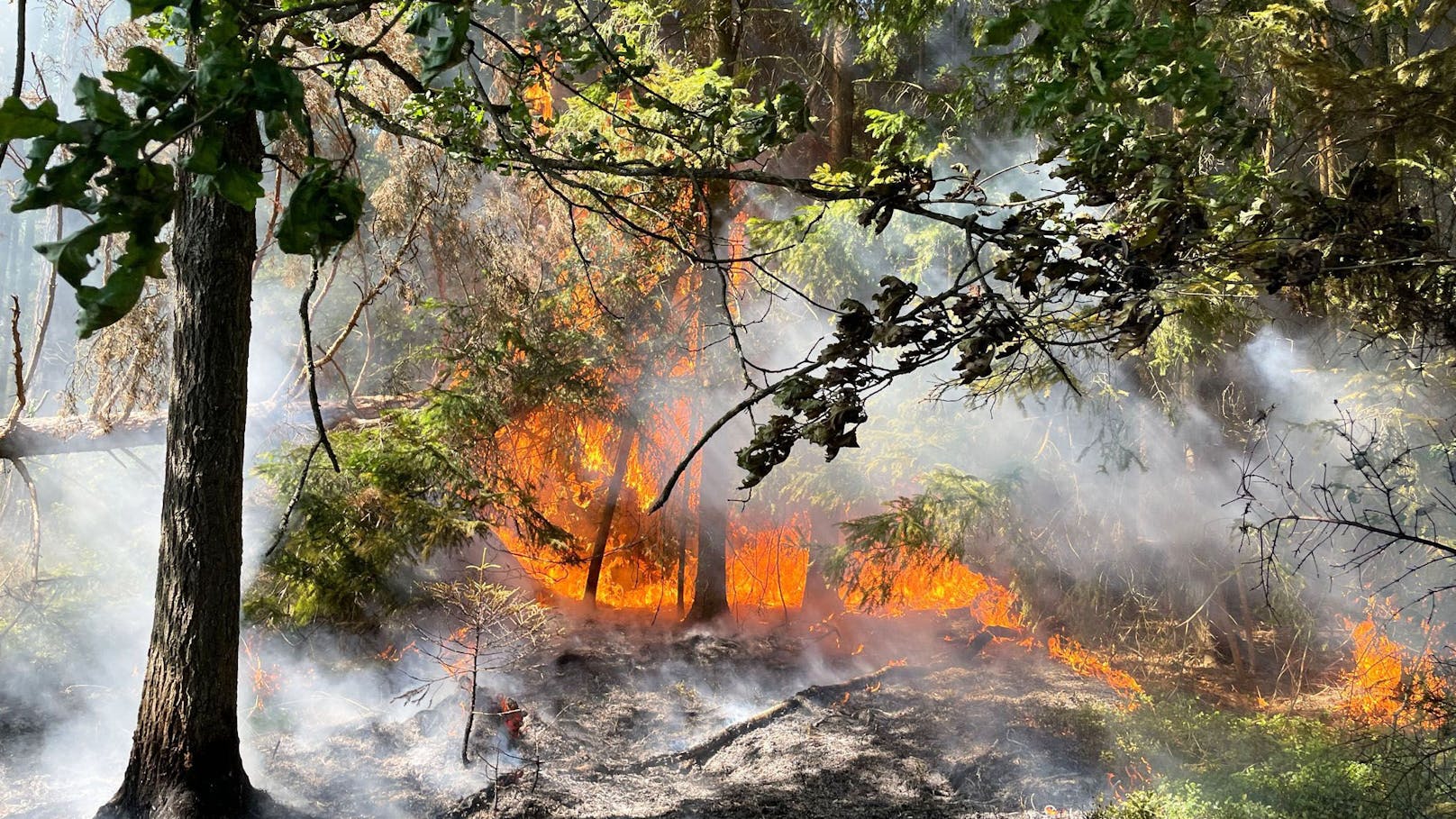 Im Bezirk Gmünd kam es im Juli zu einem Waldbrand.