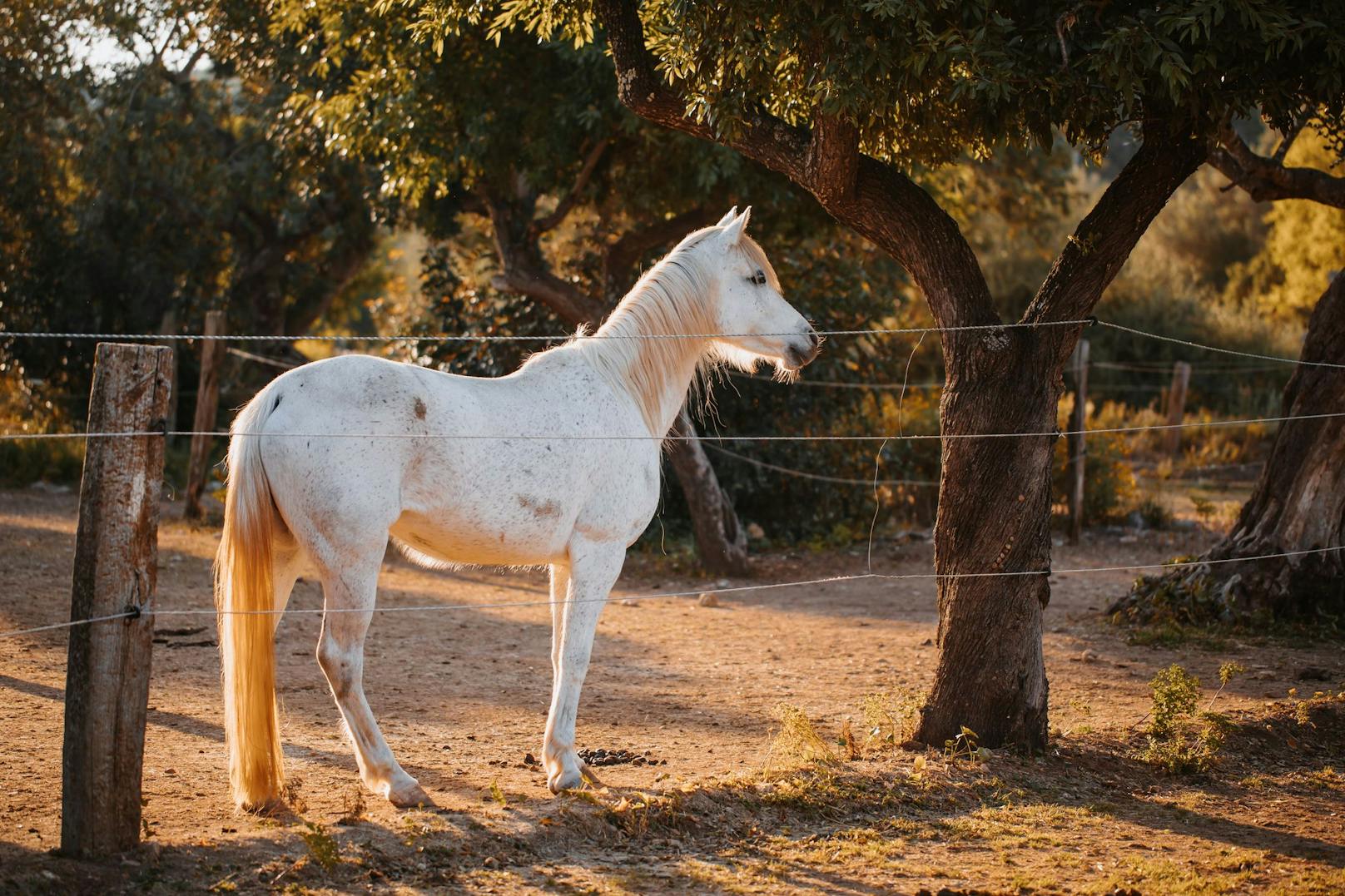 Frecher Diebstahl, weil Tochter ein Pony wollte