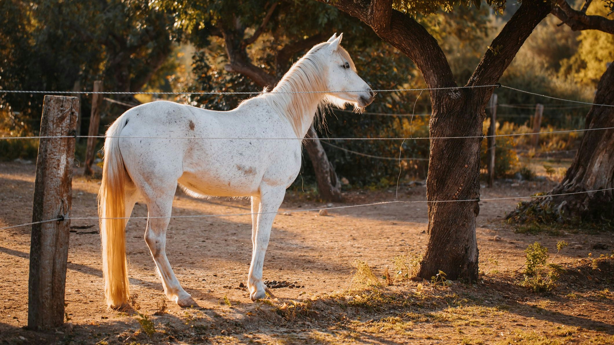 Weil das Töchterchen schon immer ein Pony haben wollte, wurde prompt eines entführt. 