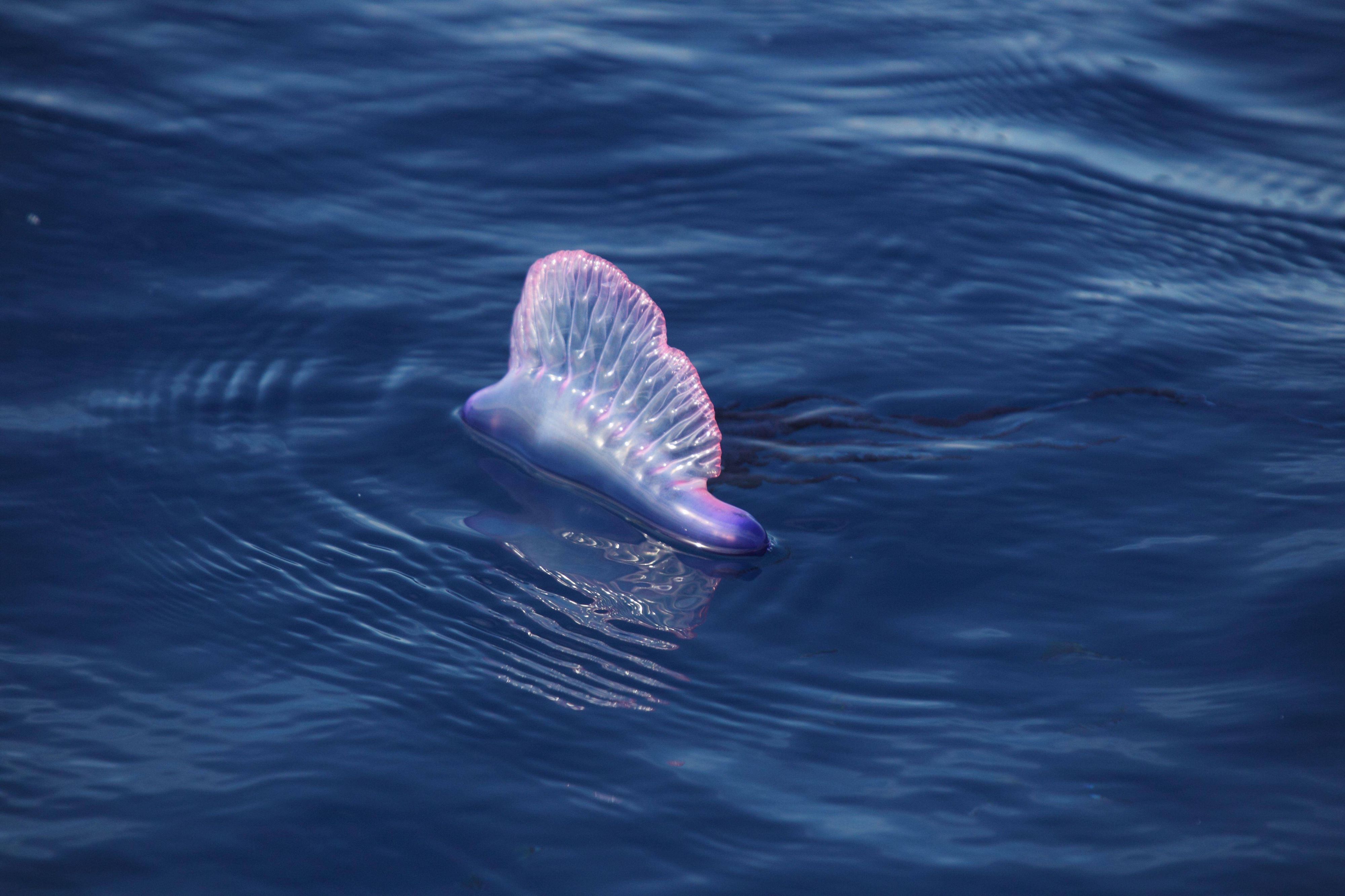 Die bekannteste Staatsqualle ist die Portugiesische Galeere (Physalia physalis).