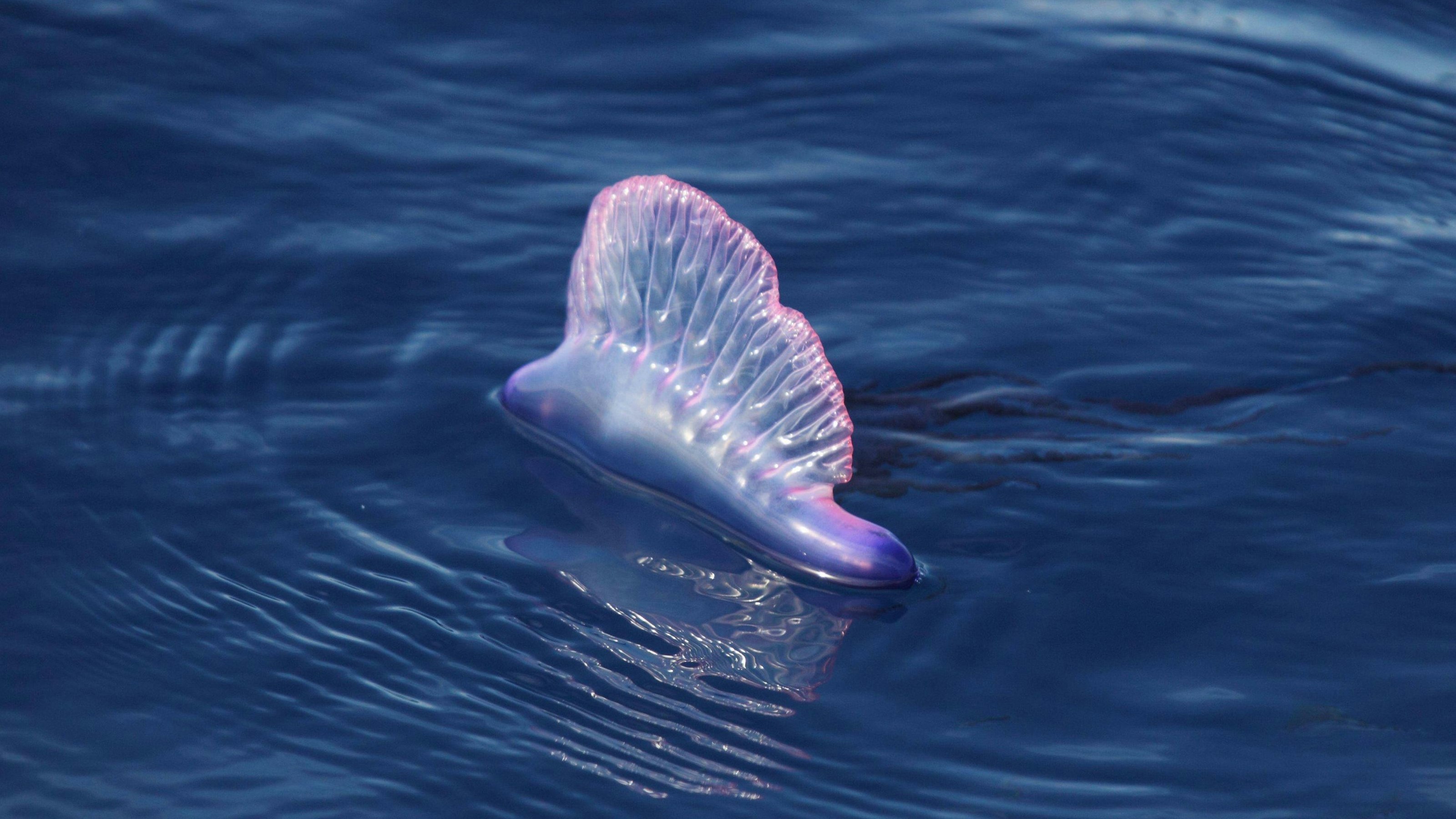 Portugiesische Galeere, Portugiesische Galeeren Physalia physalis, Andere Tiere, Nesseltiere, Tiere, Portuguese Man of War floating on ocean surface, Azores, august *** Portuguese Galley, Portuguese Galleys Physalia Physalis , other Animals, cnidarians, Animals, PORTUGUESE Man of was Floating ON Ocean surface, azores, August Copyright: imageBROKER/FLPAx/xStevexTrewhella iblhoj05596433.jpg Bitte beachten Sie die gesetzlichen Bestimmungen des deutschen Urheberrechtes hinsichtlich der Namensnennung des Fotografen im direkten Umfeld der Veröffentlichung!