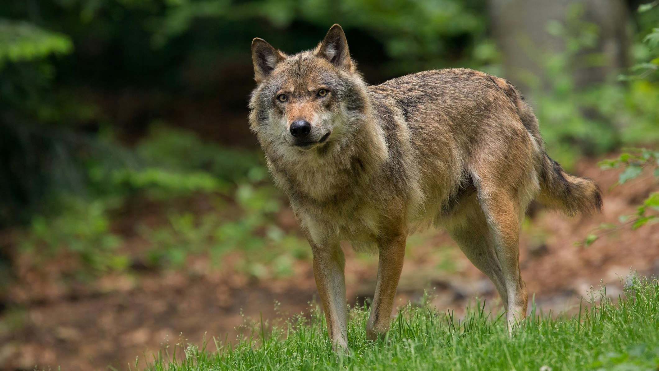 Wolf in the Bavaria forest.