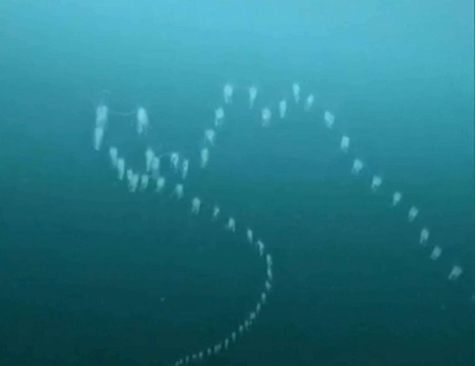 Taucher-Team entdeckt gigantische Tiefsee-Kreatur