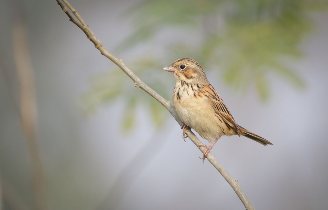 Die Grauammern sind in Österreich besonders bedroht.