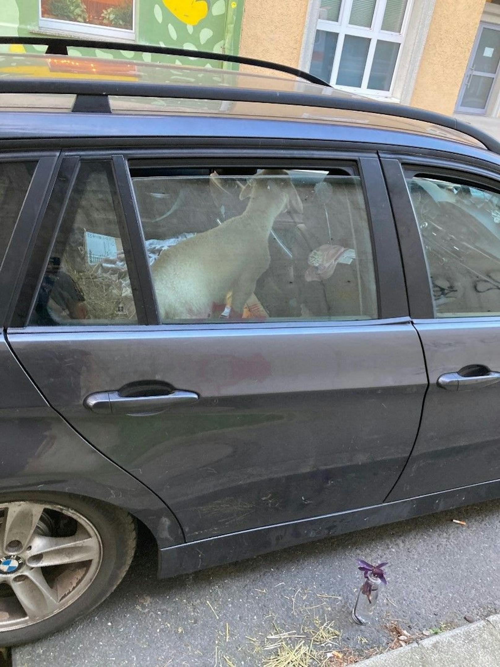 In Salzburg entdeckten Polizeibeamte ein Lamm in einem Fahrzeug.