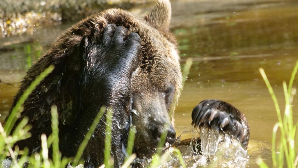 Bär "Erich" dümpelt den ganzen Tag entspannt im Bärenwald Arbesbach herum. 