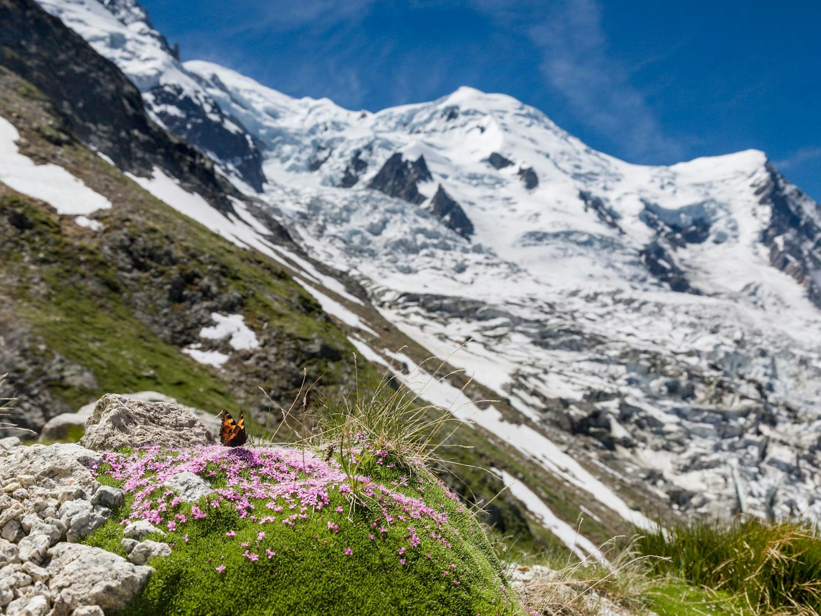 Mont Blanc in Frankreich. Tier- und Pflanzenarten, die an das Eis angepasst sind, sind durch die Gletscherschmelze bedroht. Die Eisschmelze macht aber auch neue Ökosysteme frei, die für manche Arten Chancen bieten.