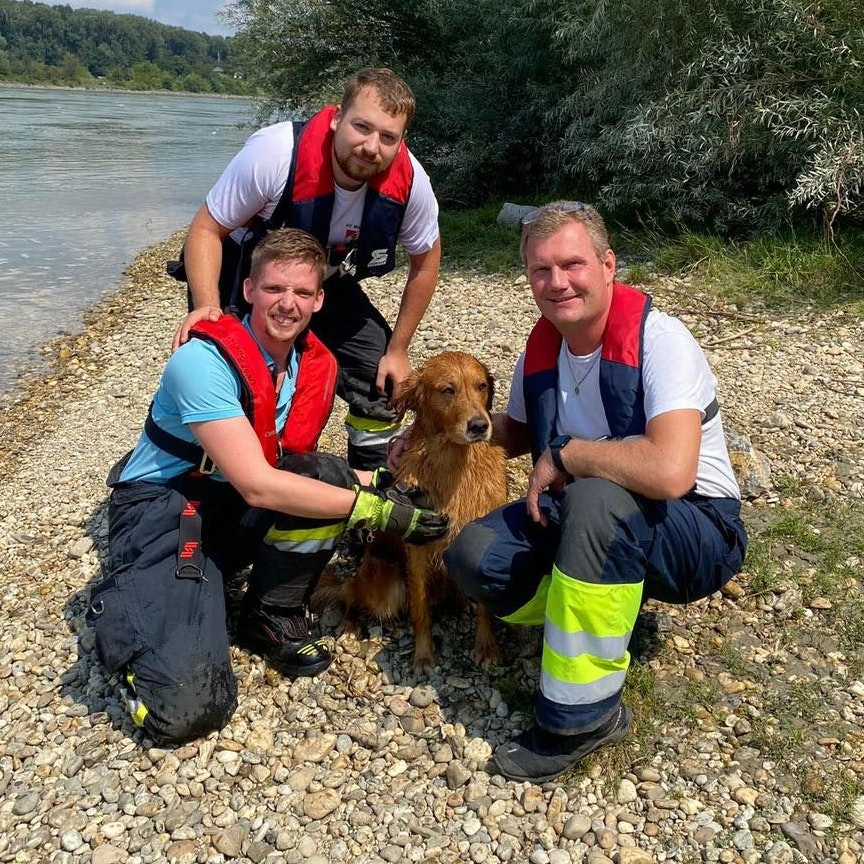 Tierischer Einsatz: Die Feuerwehr rettete den Hund aus der Donau.