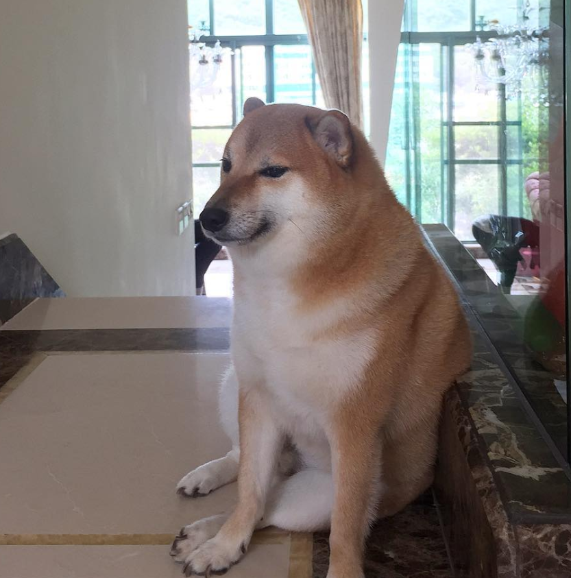 Cheems, der eigentlich Balltze hiess, ist im Alter von zwölf Jahren gestorben.