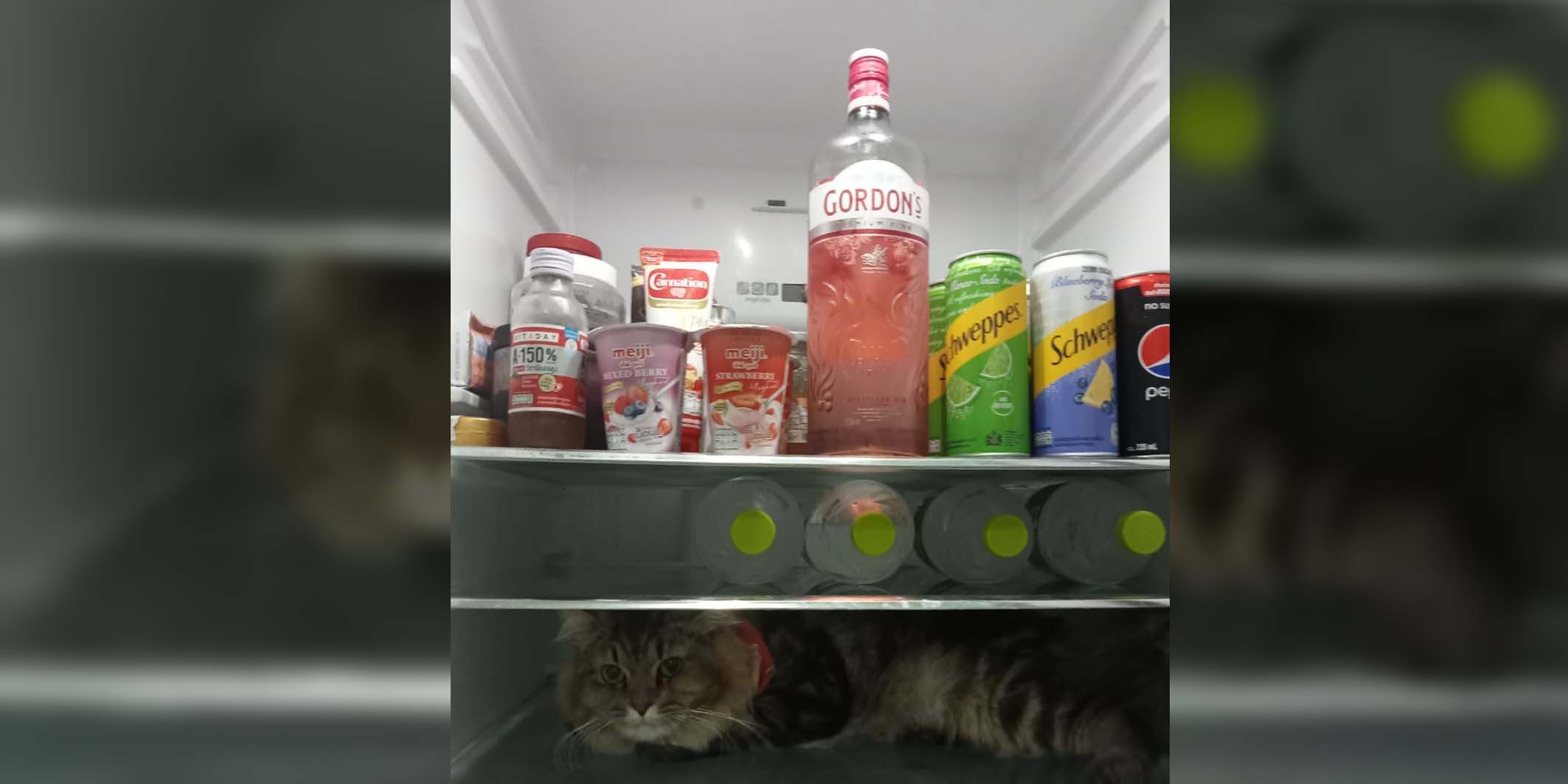 Katze im Kühlschrank 