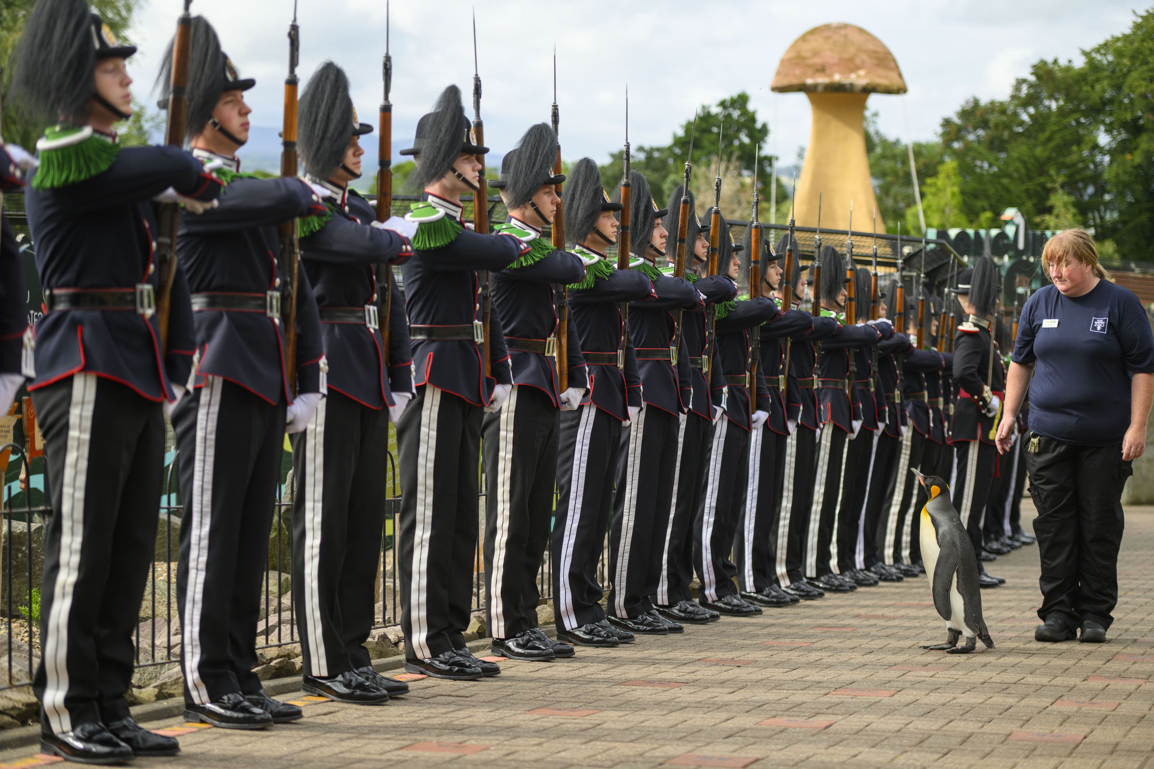 Königspinguin Sir Nils Olav III. soll die Regentschaft über die südatlantische Bouvetinsel übernehmen.