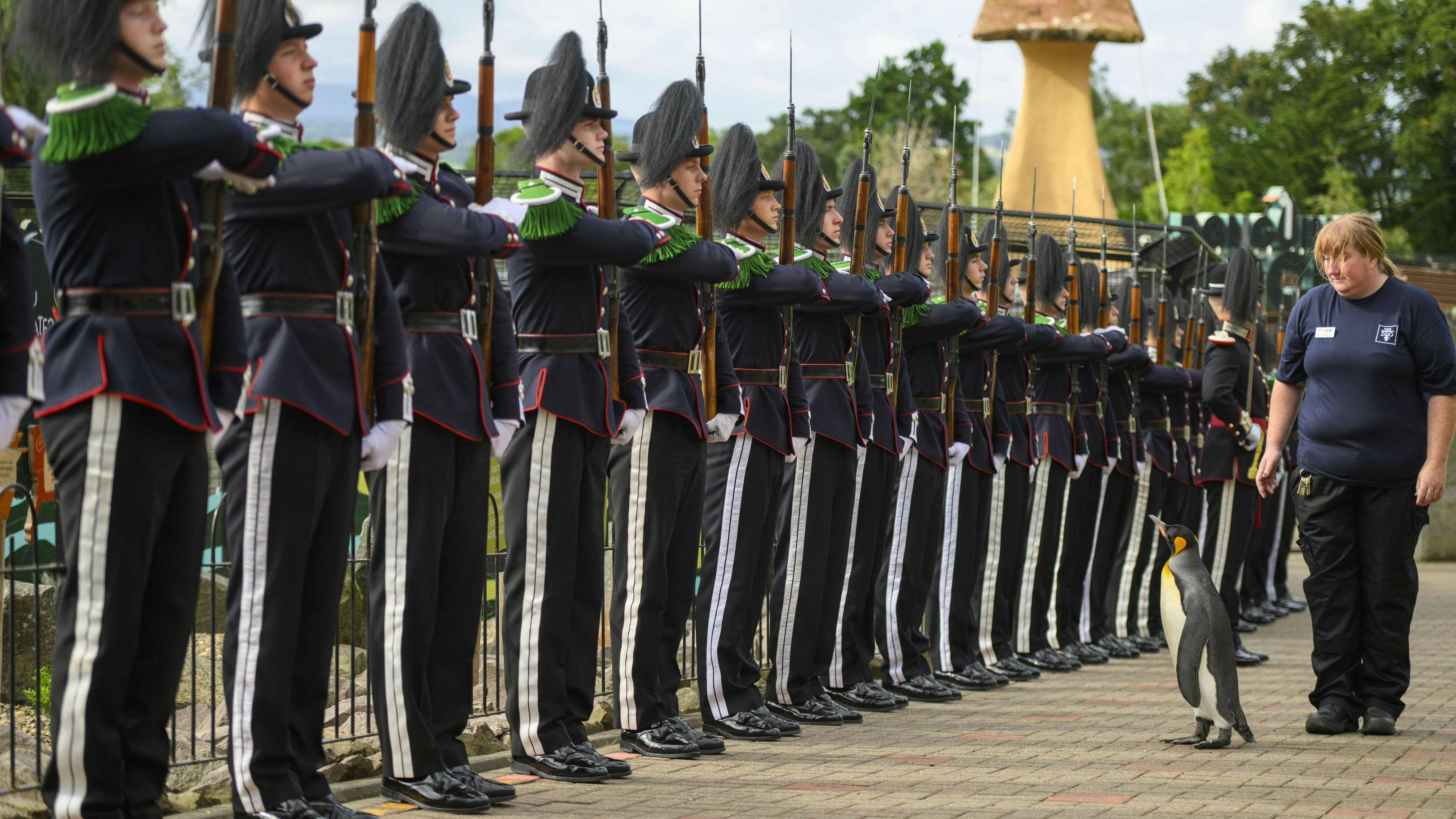 Download von www.picturedesk.com am 21.08.2023 (16:19).  King penguin, Sir Nils Olav inspects a Guard of Honour with Edinburgh Zoo employee Lorna Moffat during a ceremony with the King's Guard Band and Drill Team of Norway at Edinburgh Zoo to promote King penguin, Brigadier Sir Nils Olav, to his new rank - Major General Sir Nils Olav III, Baron of the Bouvet Islands. Picture date: Monday August 21, 2023. - 20230821_PD2010 - Rechteinfo: Rights Managed (RM)