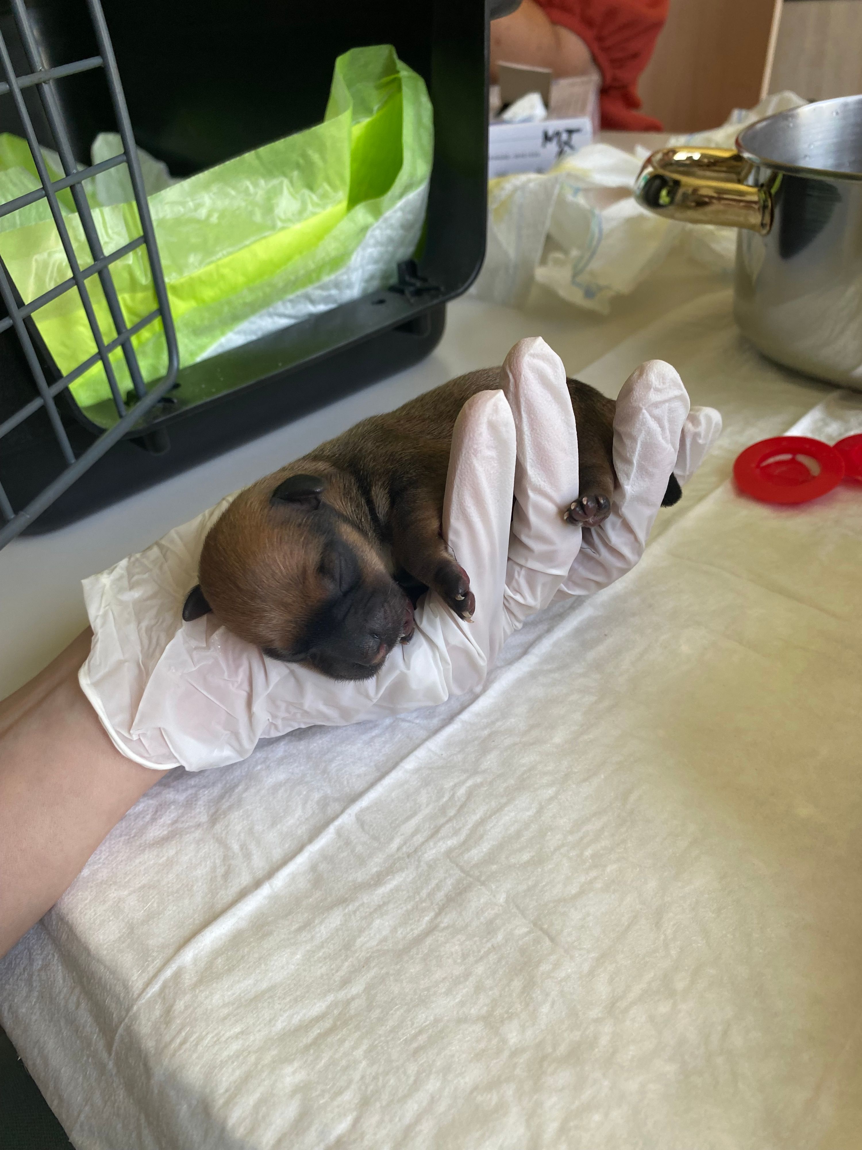 Die erst wenige Tage alten Welpen werden per Hand aufgezogen.