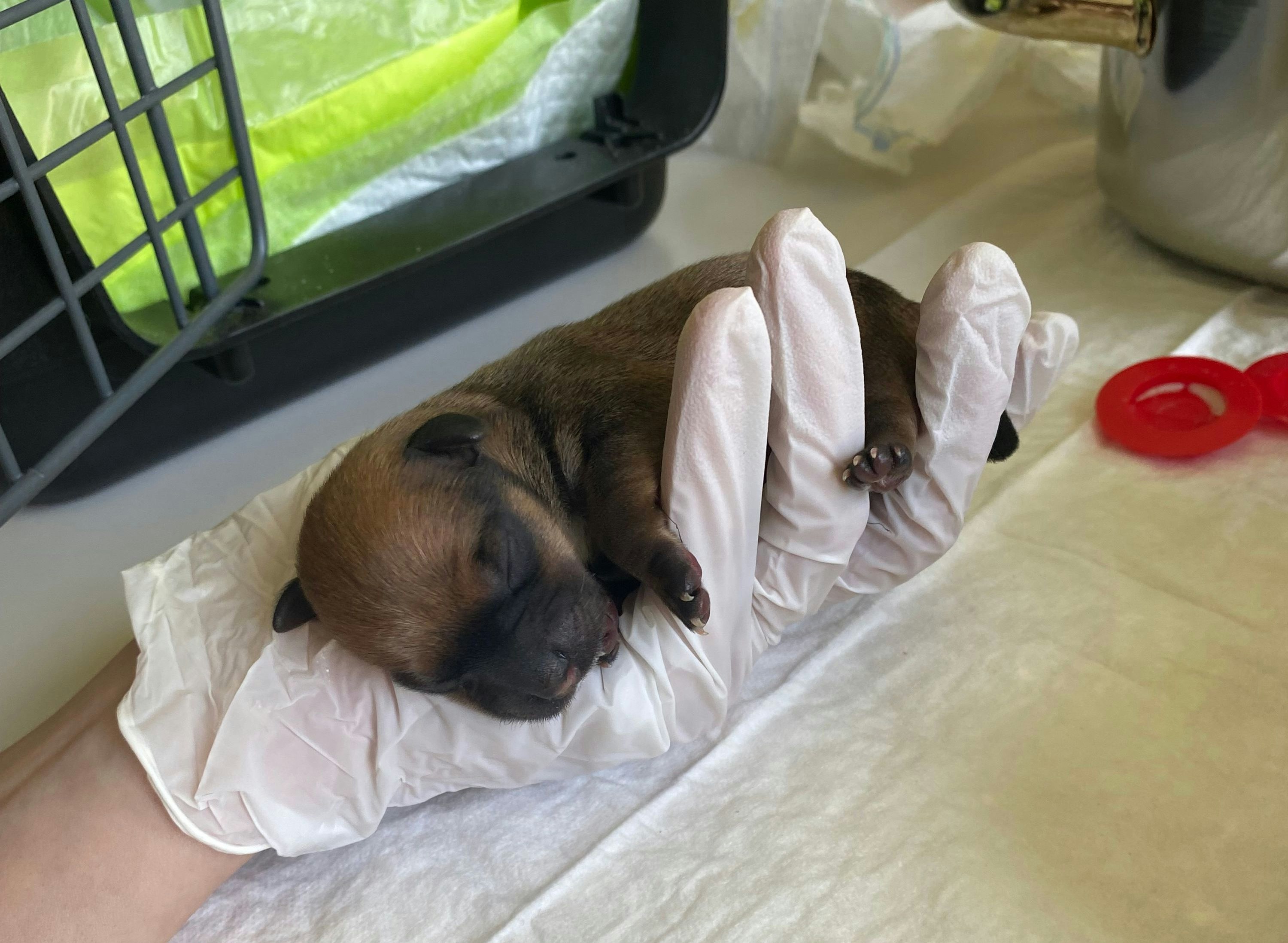 Die erst wenige Tage alten Welpen werden per Hand aufgezogen.