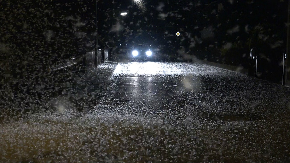 Der letzte Tanz der Eintagsfliegen.