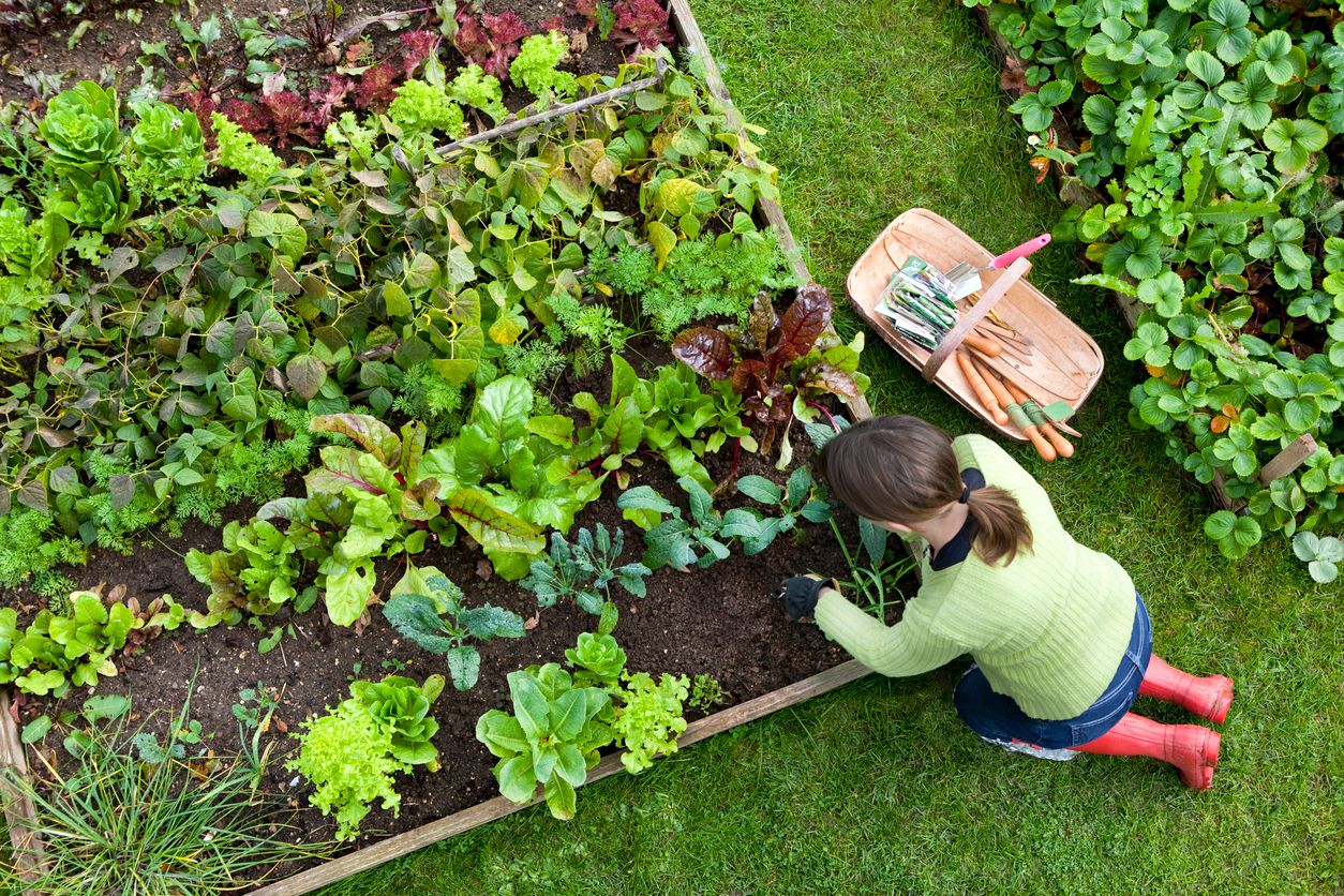 Birds eye view of a woman gardener weeding an organic vegetable garden with a hand fork, while kneeling on green grass and wearing red wellington boots.