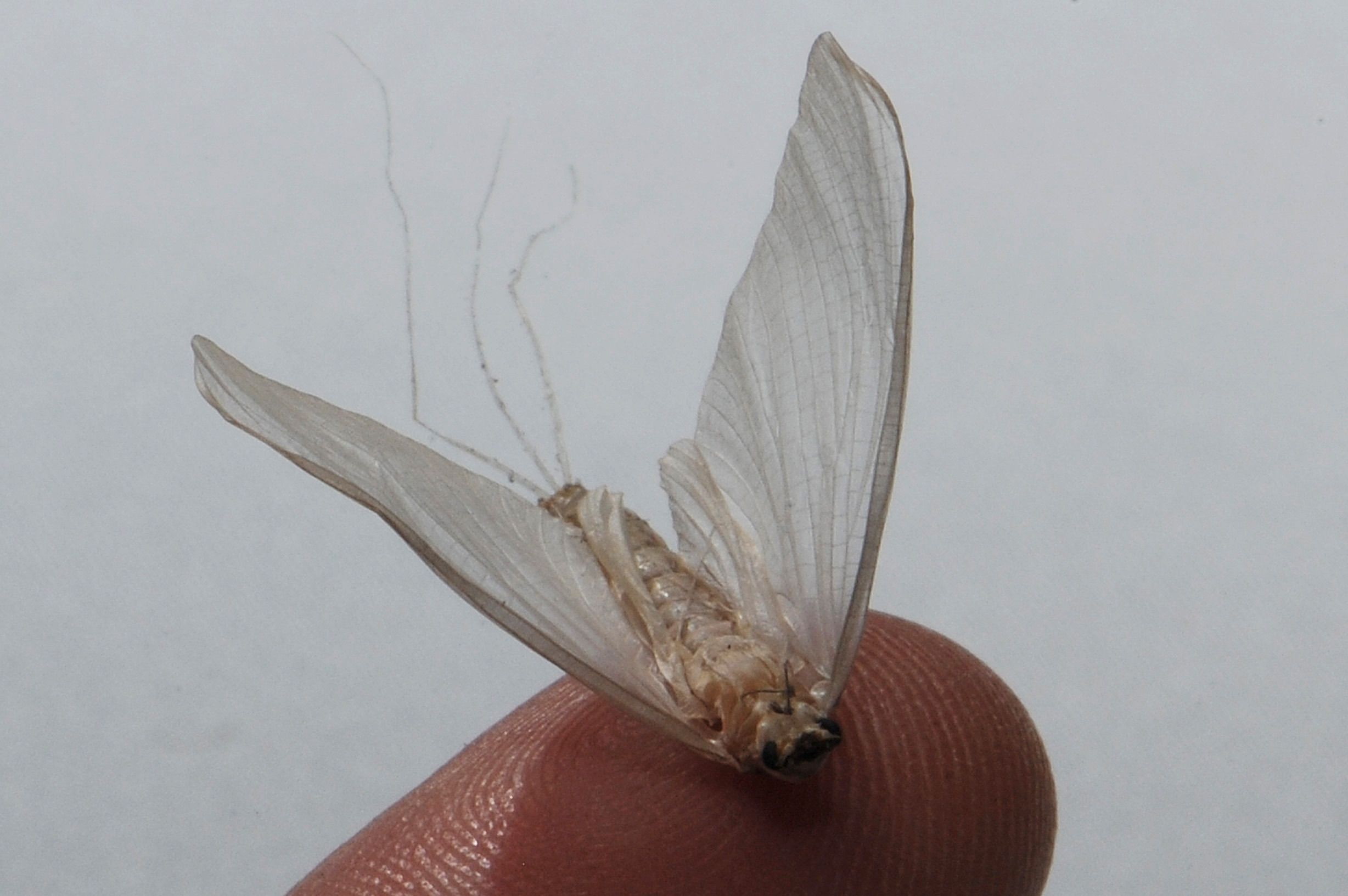 Ein totes Eintagsfliegen-Männchen. 