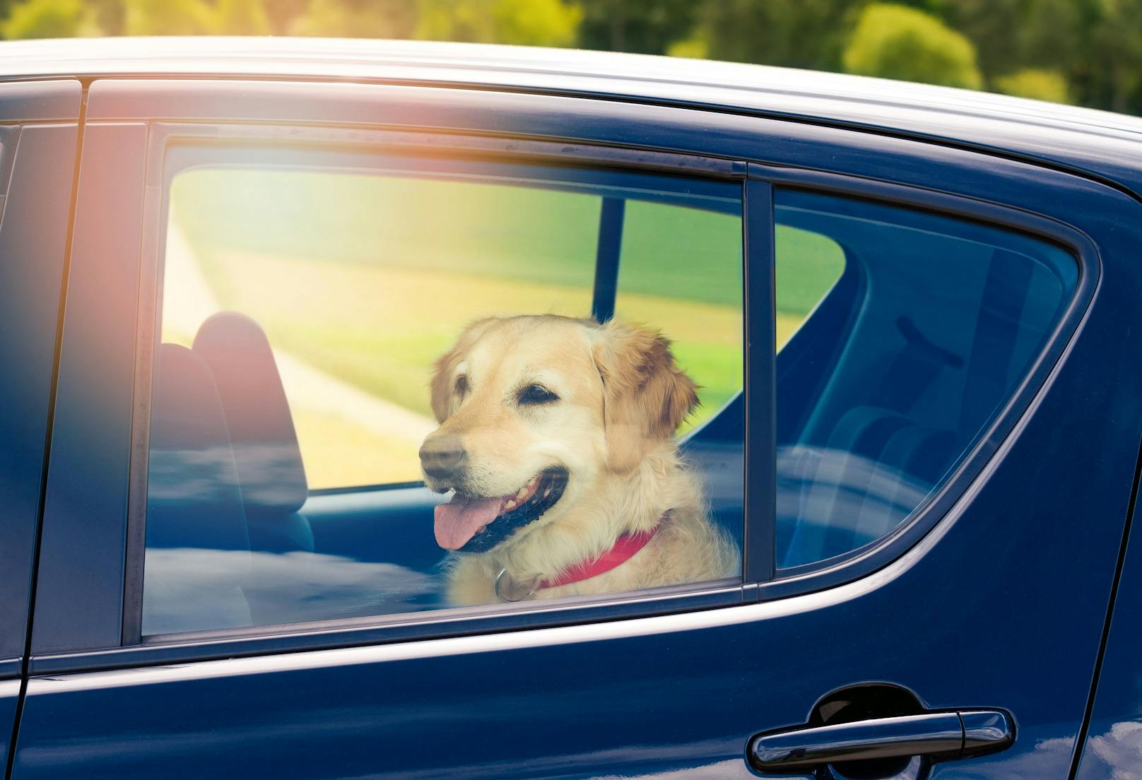 Die sommerliche Hitze im Fahrzeuginneren kann für Tiere tödlich enden. (Symbolbild)