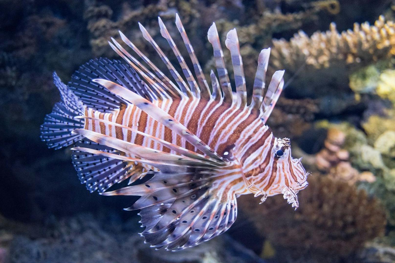 In der Regel handelt es sich um einen nachtaktiven Fisch, der seine Beute über die Brust "einsaugt" - diese Art der Jagd nennt man auch "Saugschnapper".